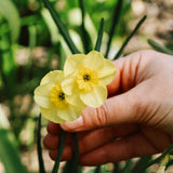 Narcis 'Sun Disc'-Angelo