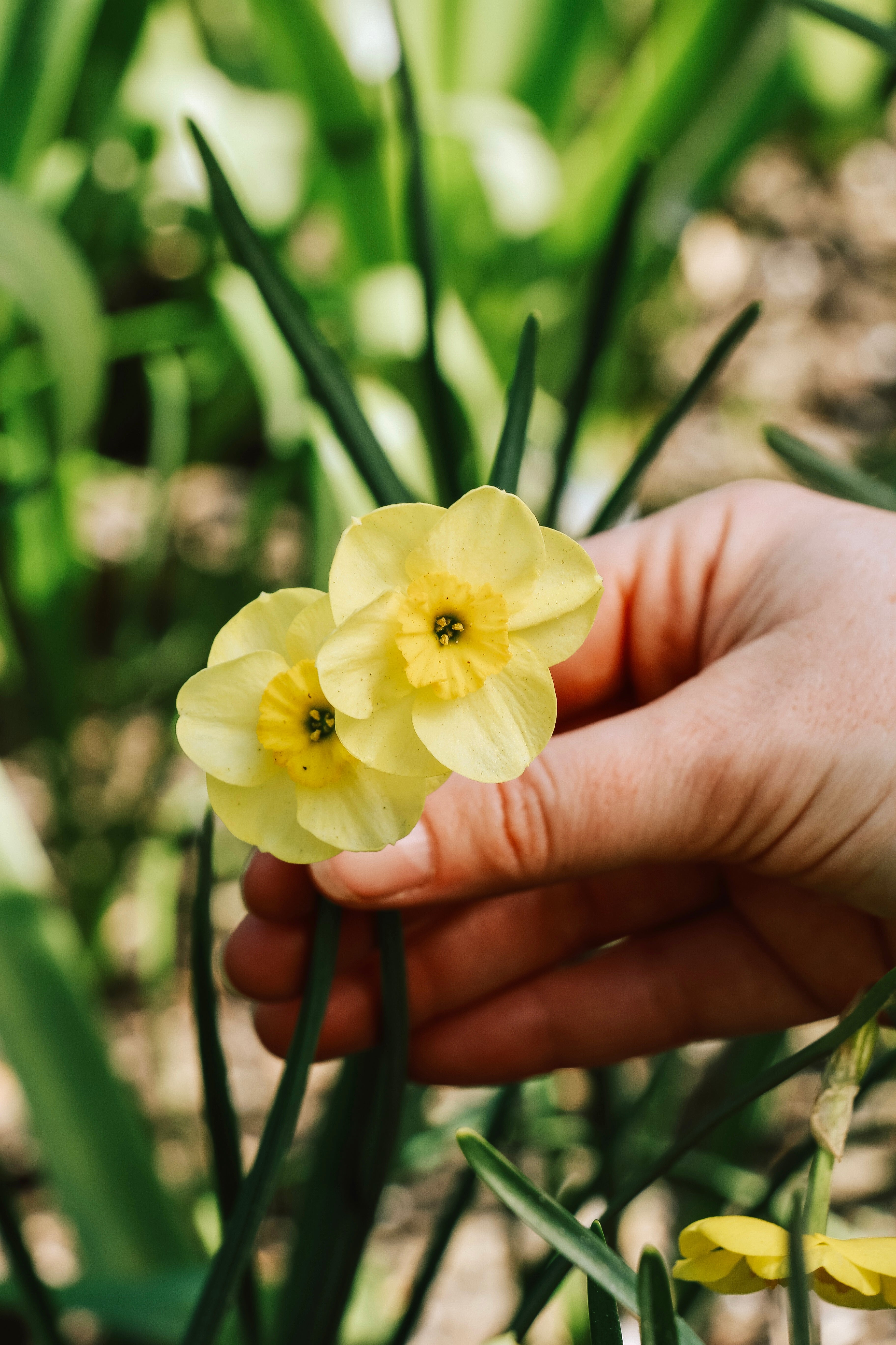Narcis 'Sun Disc'-Angelo