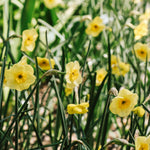 Narcis 'Sun Disc'-Angelo