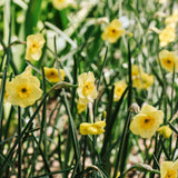 Narcis 'Sun Disc'-Angelo