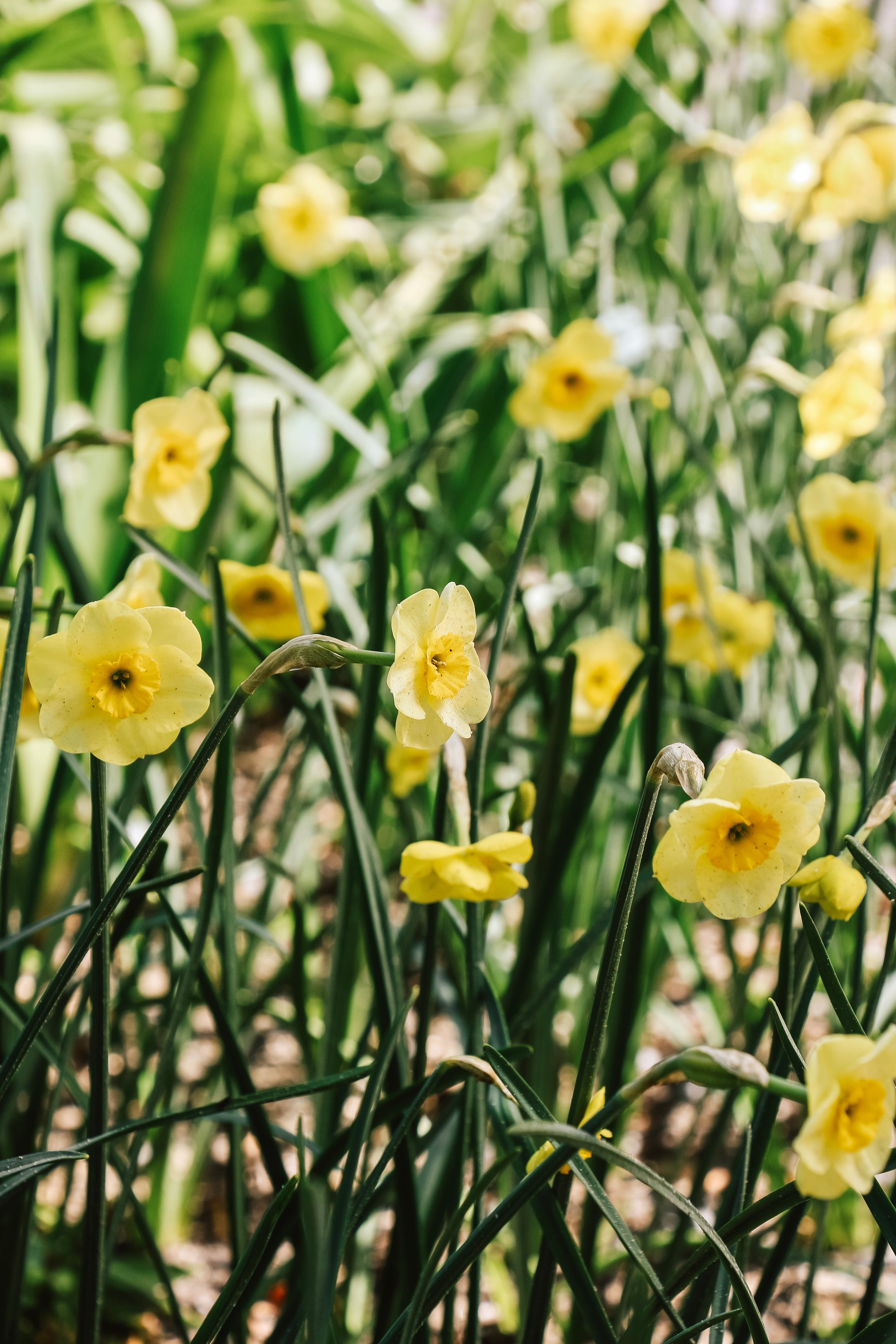 Narcis 'Sun Disc'-Angelo