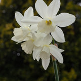 Narcis 'Thalia'-Angelo