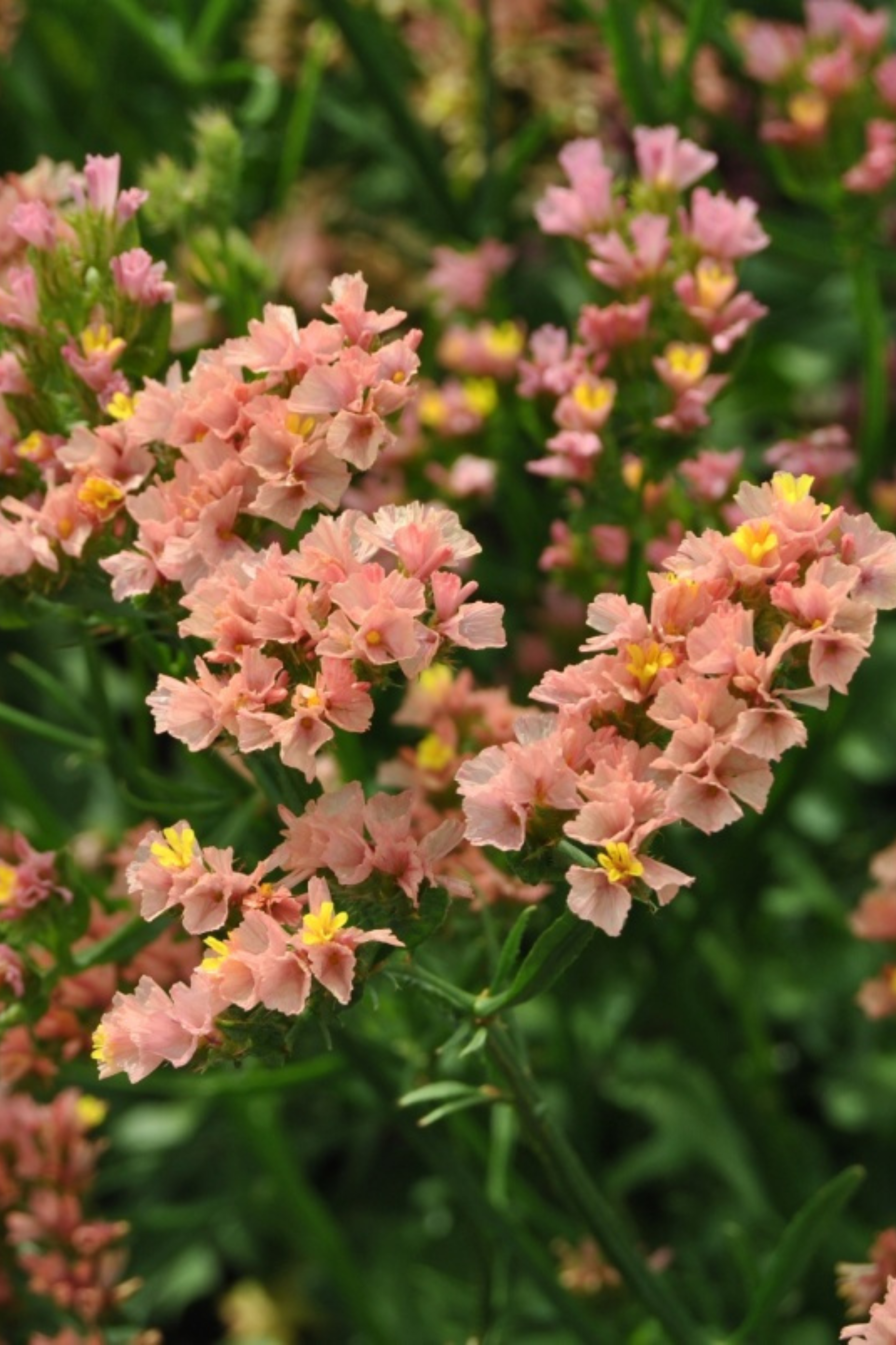 Limonium sinuatum &