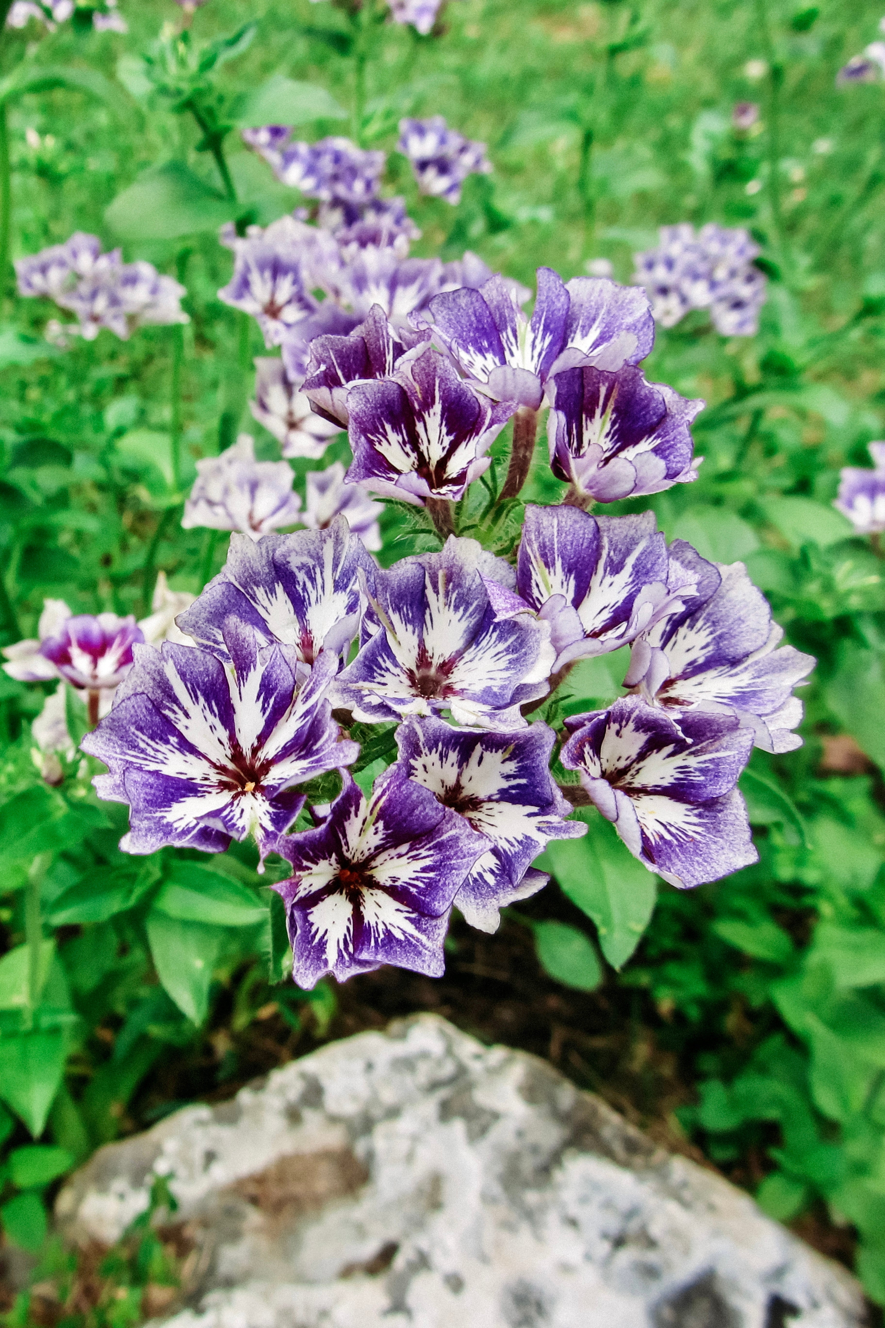 PHLOX drummondii &