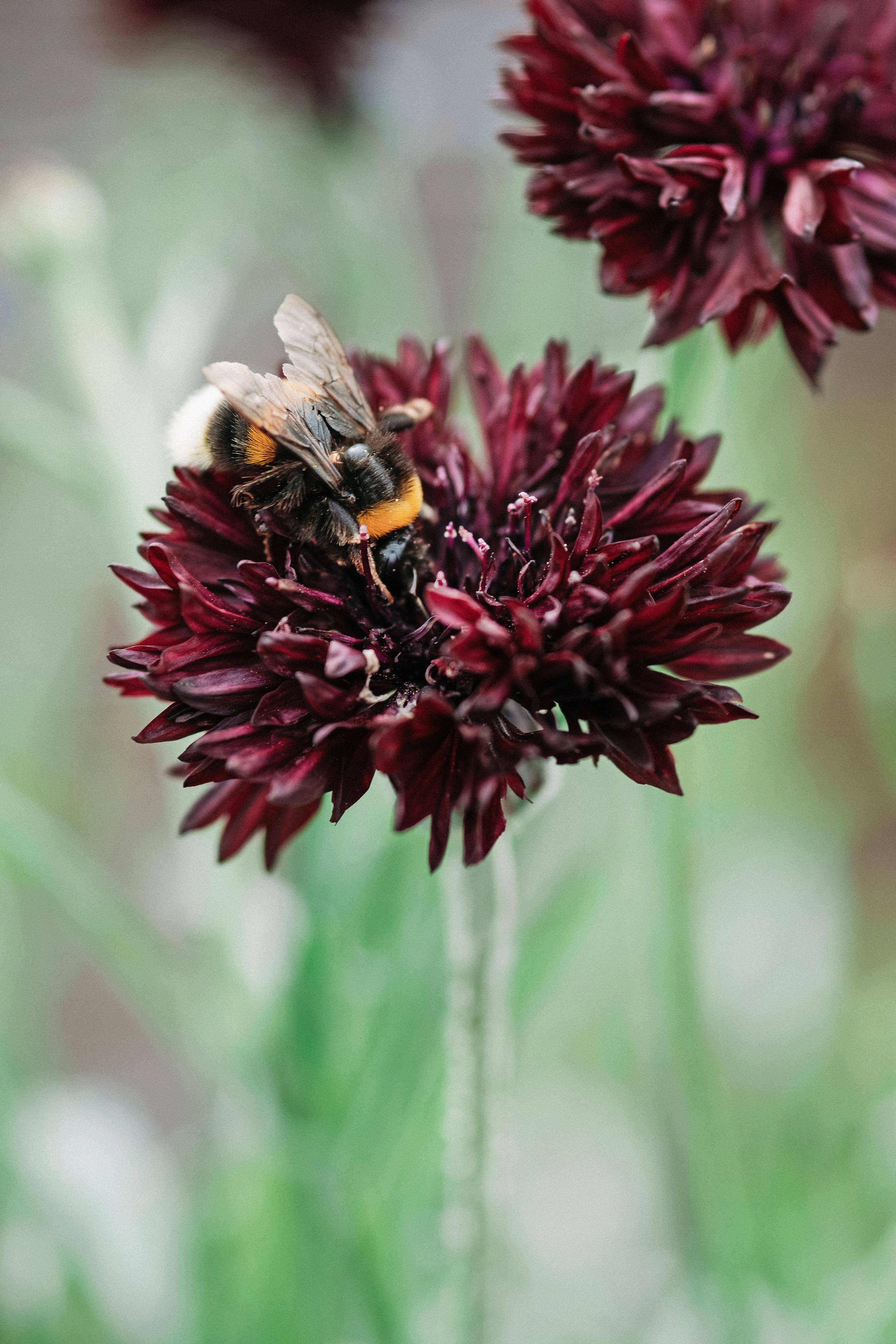 Centaurea cyanus &