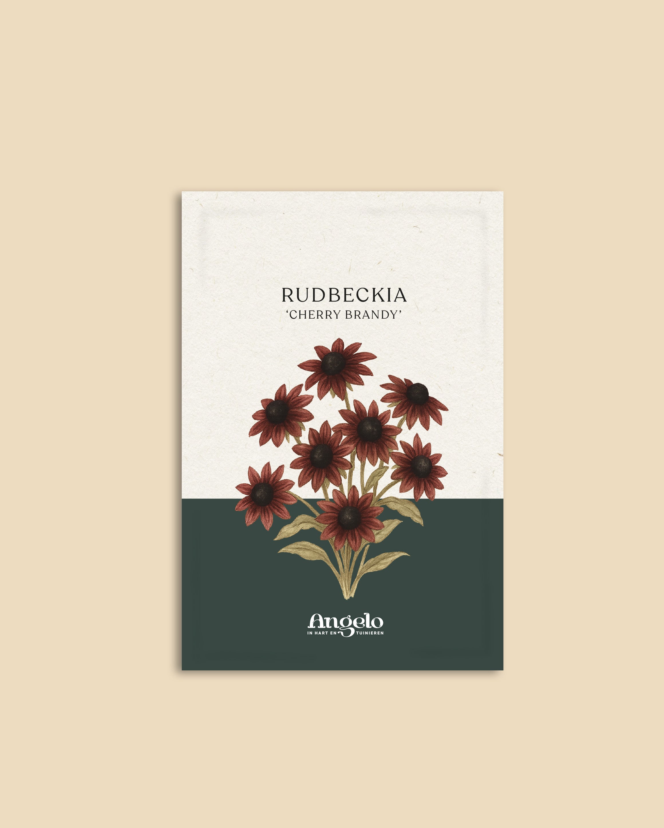 Rudbeckia hirta 'cherry brandy'-Angelo