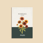 Rudbeckia hirta 'sahara'-Angelo