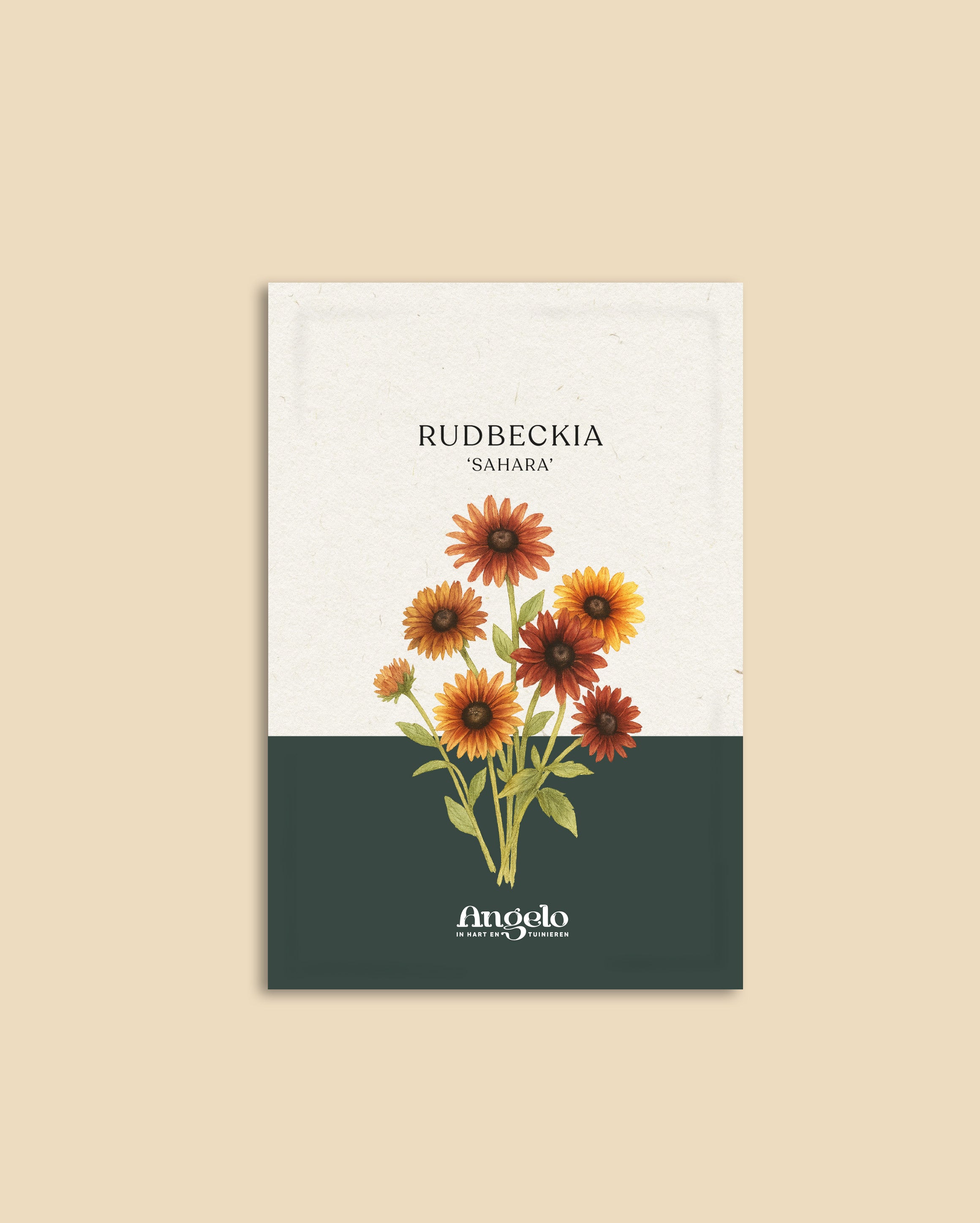 Rudbeckia hirta 'sahara'-Angelo