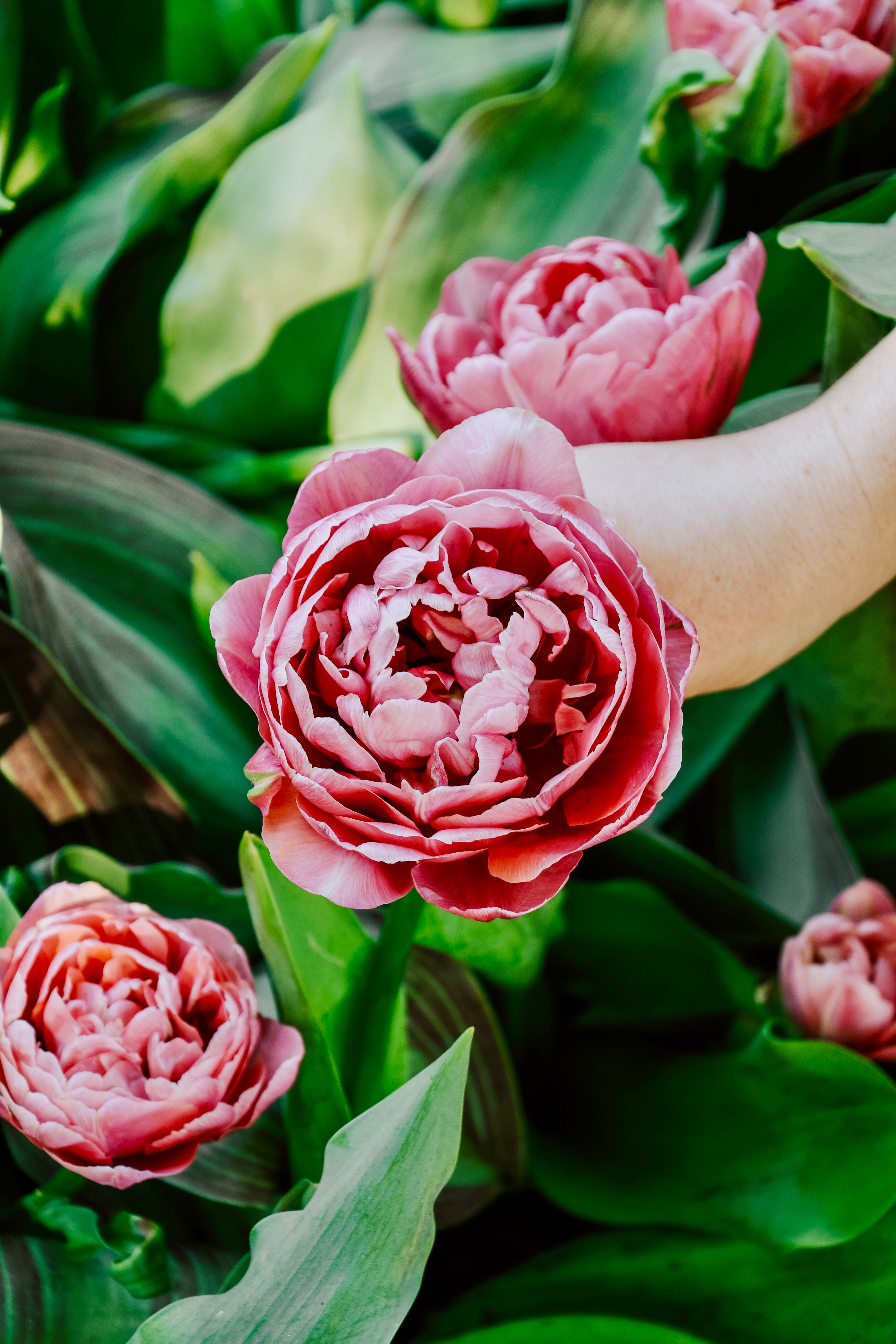 Tulp &