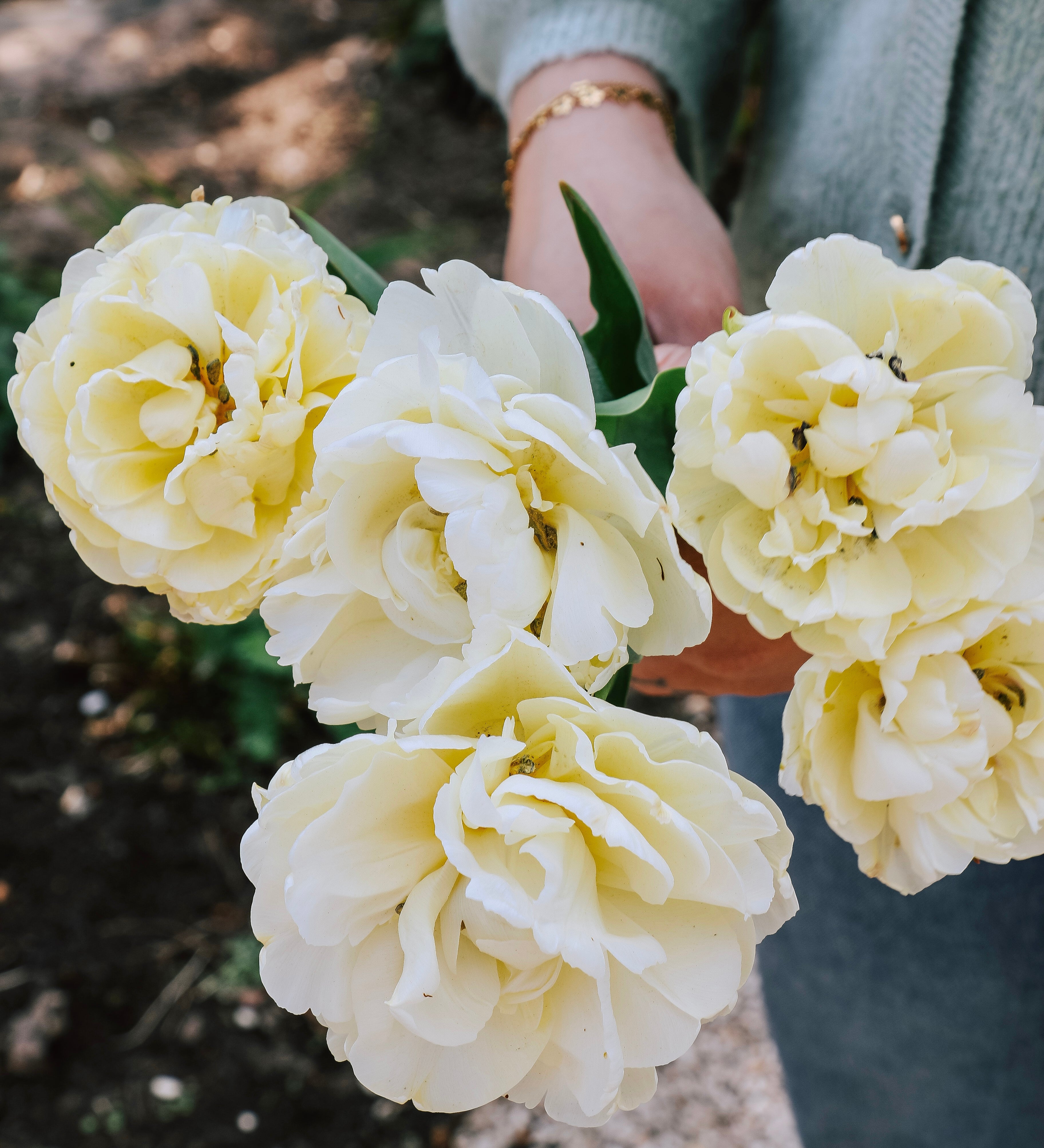 Tulp 'Avant Garde'-Angelo