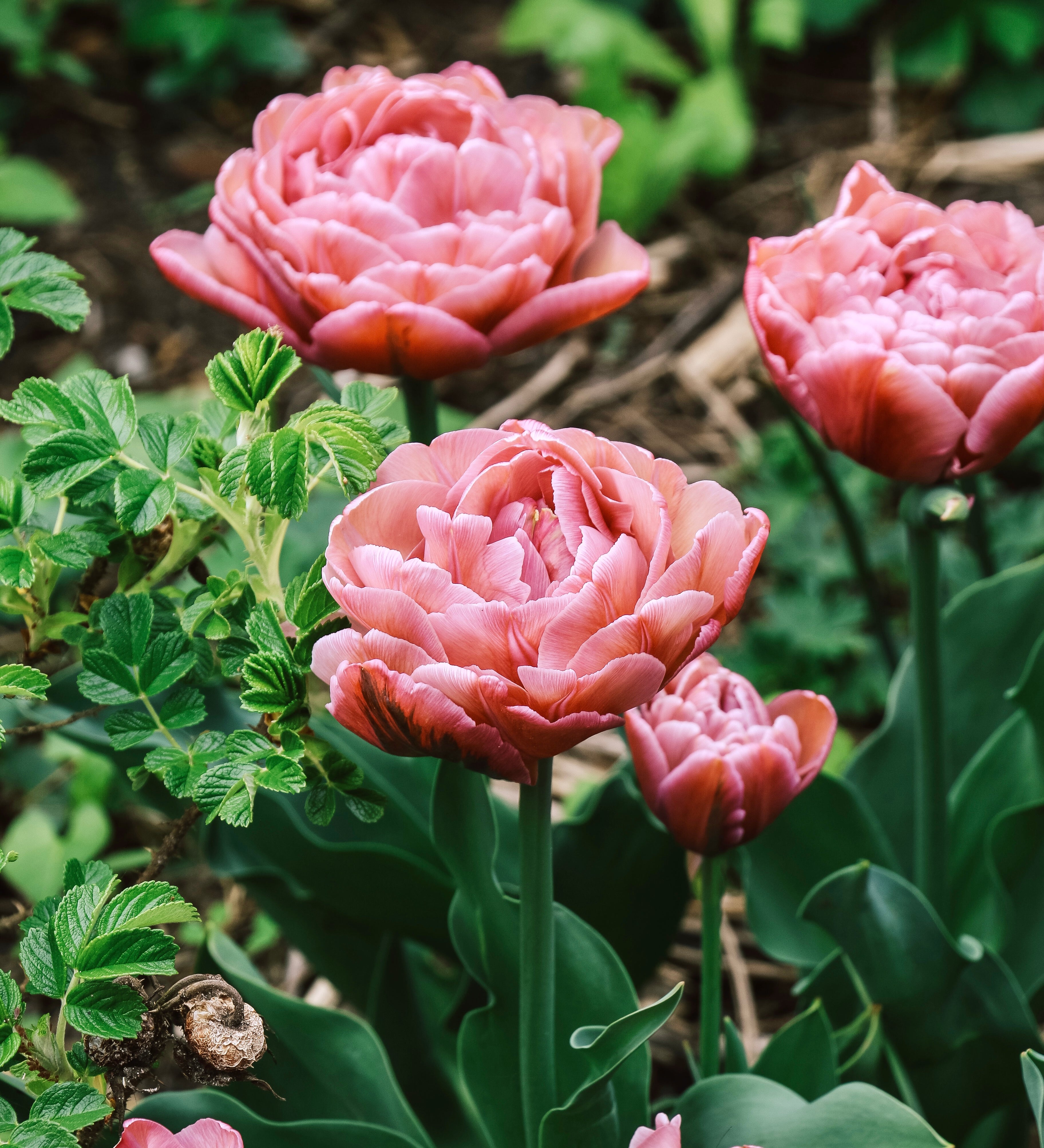 Tulp 'Beachberry'-Angelo