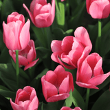 Tulp 'Big Love'-Angelo