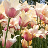 Tulp 'Blushing Lady'-Angelo