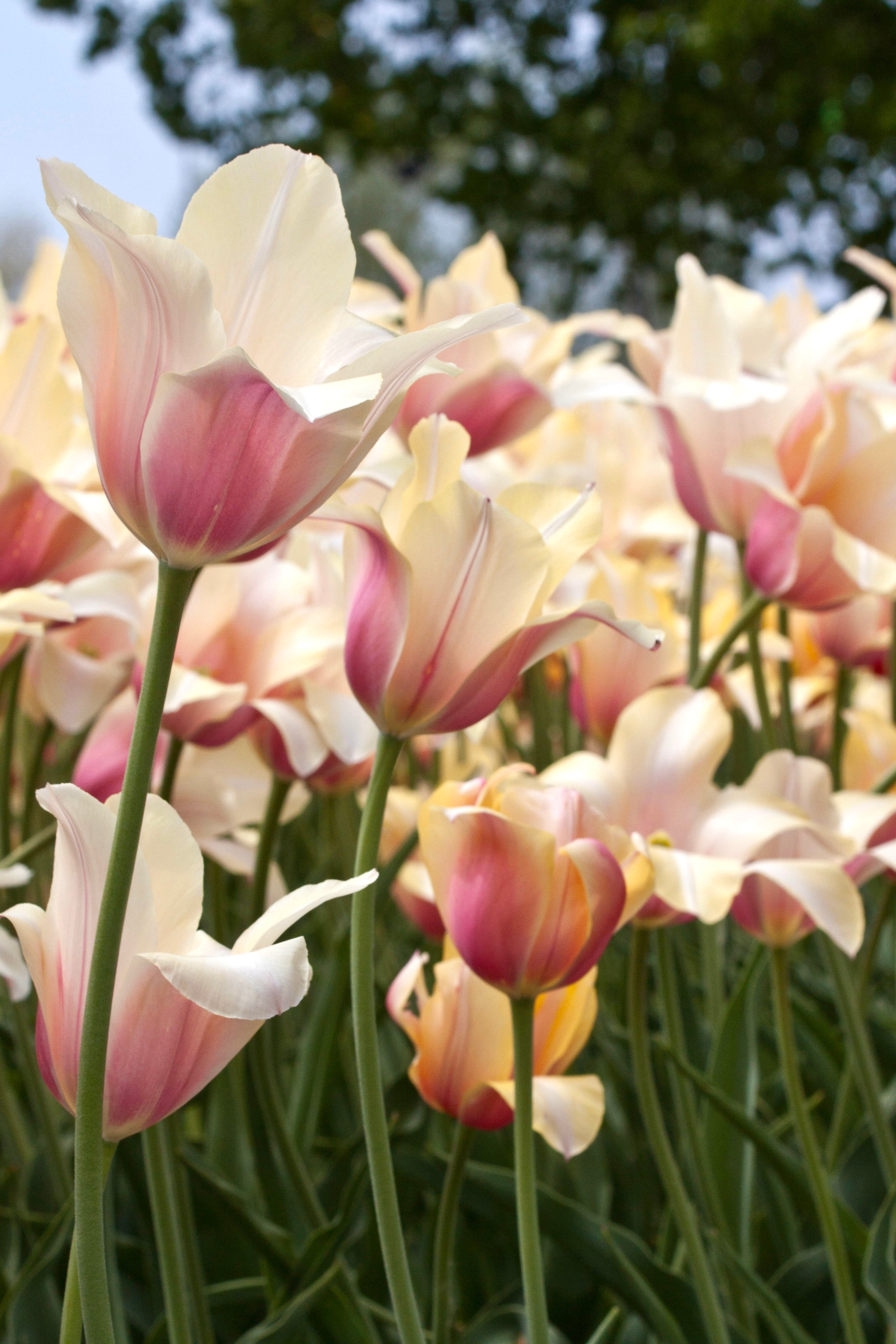 Tulp 'Blushing Lady'-Angelo