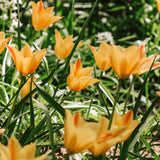 Tulp 'Bronze Charme'-Angelo