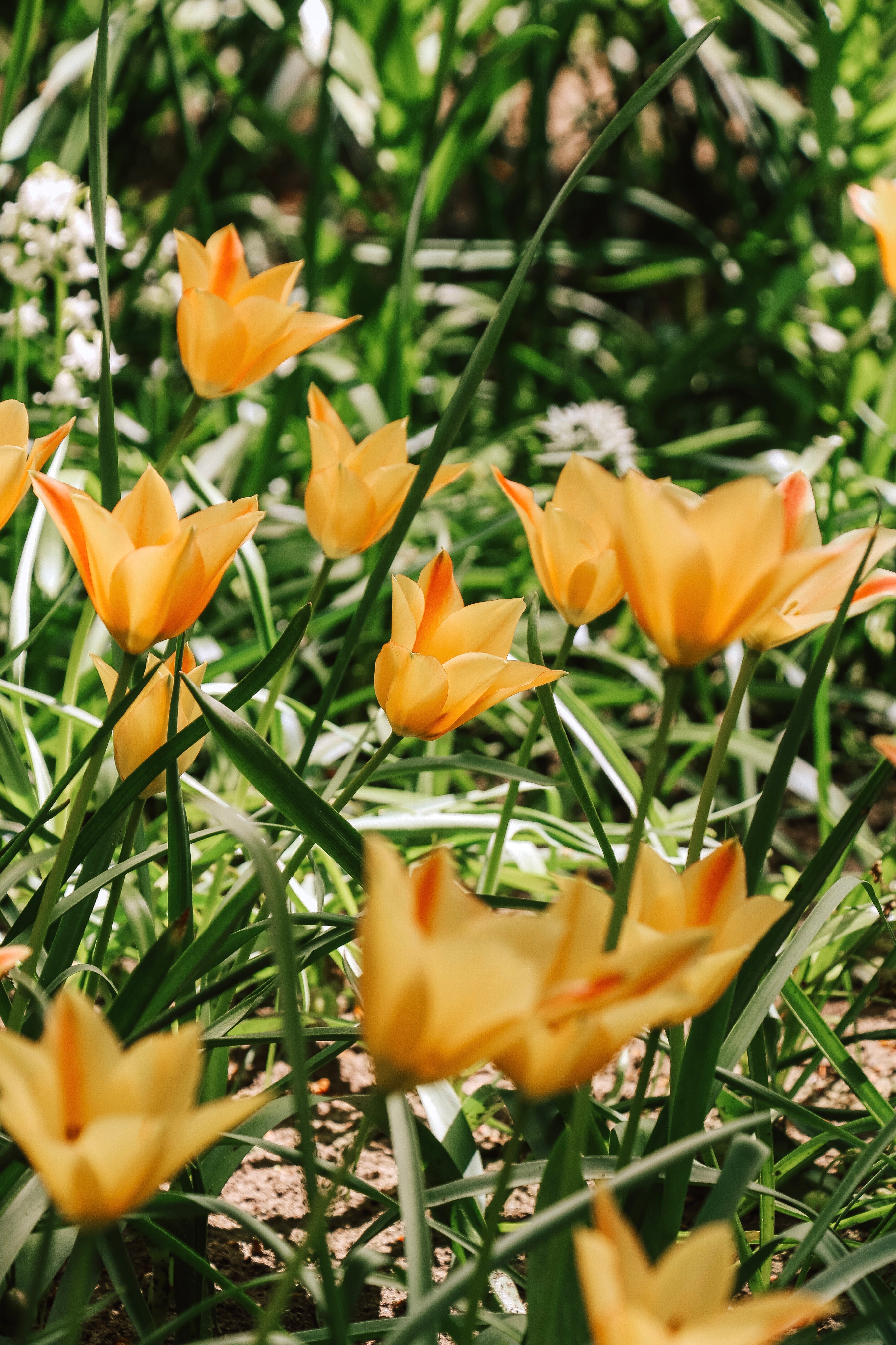 Tulp 'Bronze Charme'-Angelo