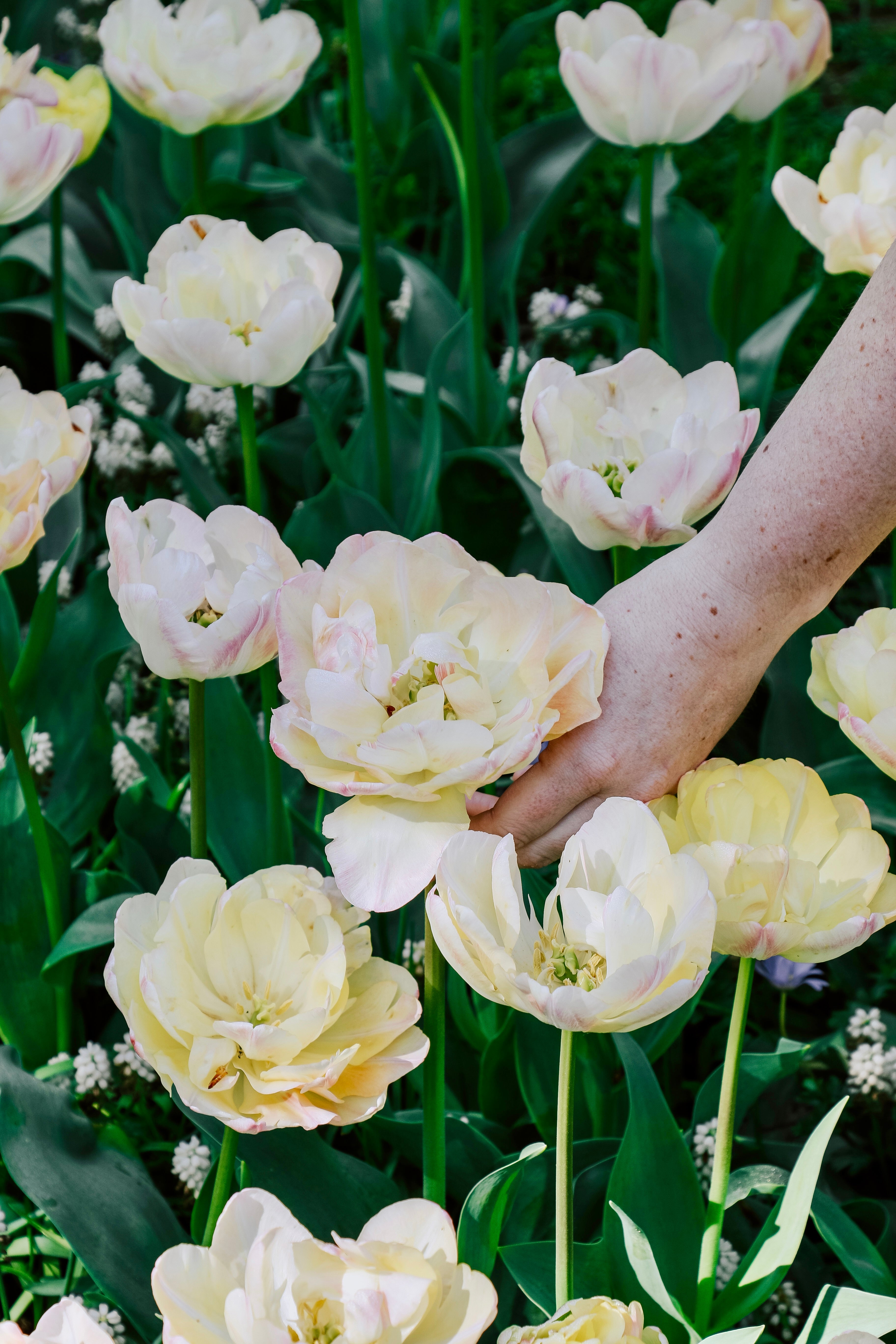 Tulp &