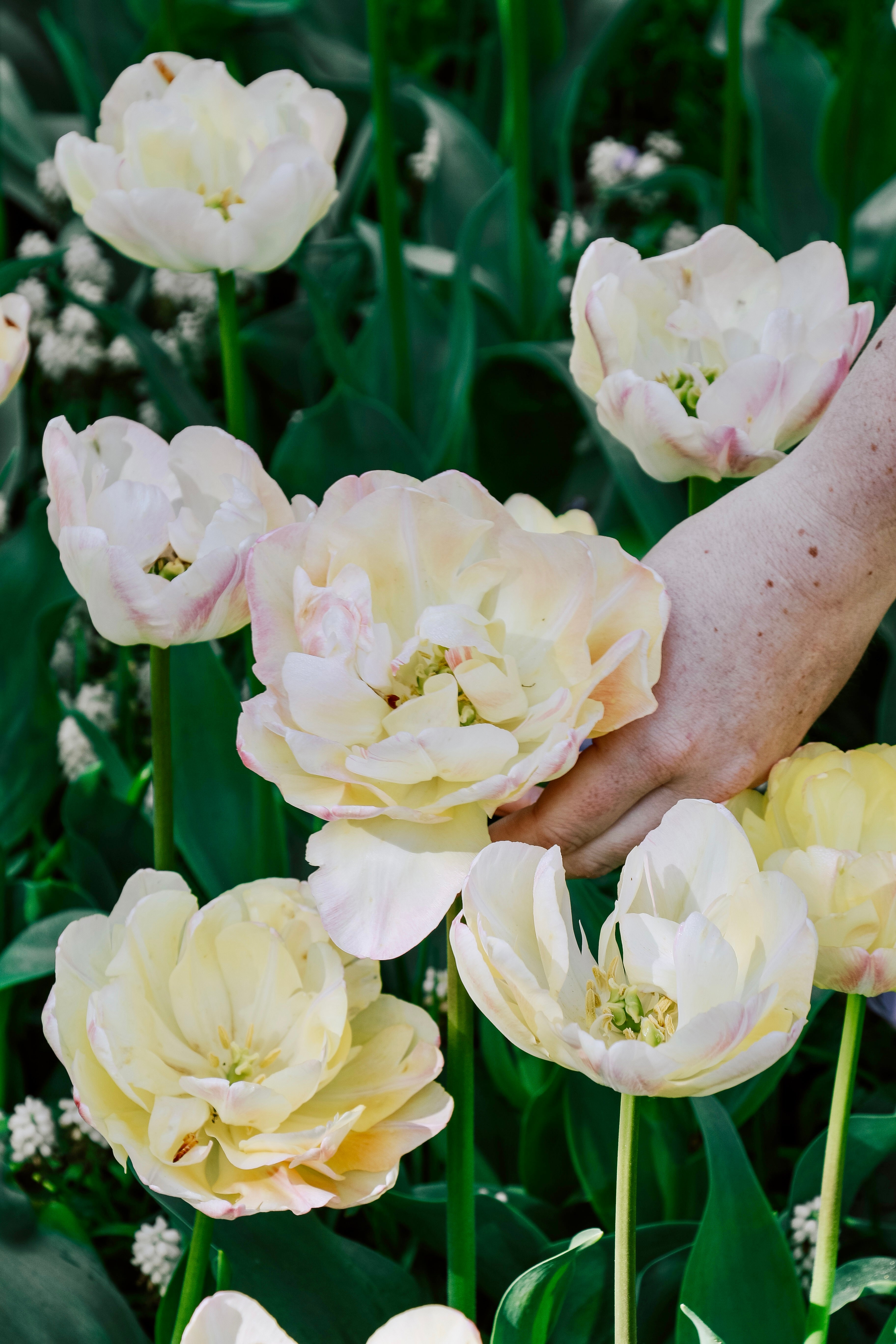 Tulp &