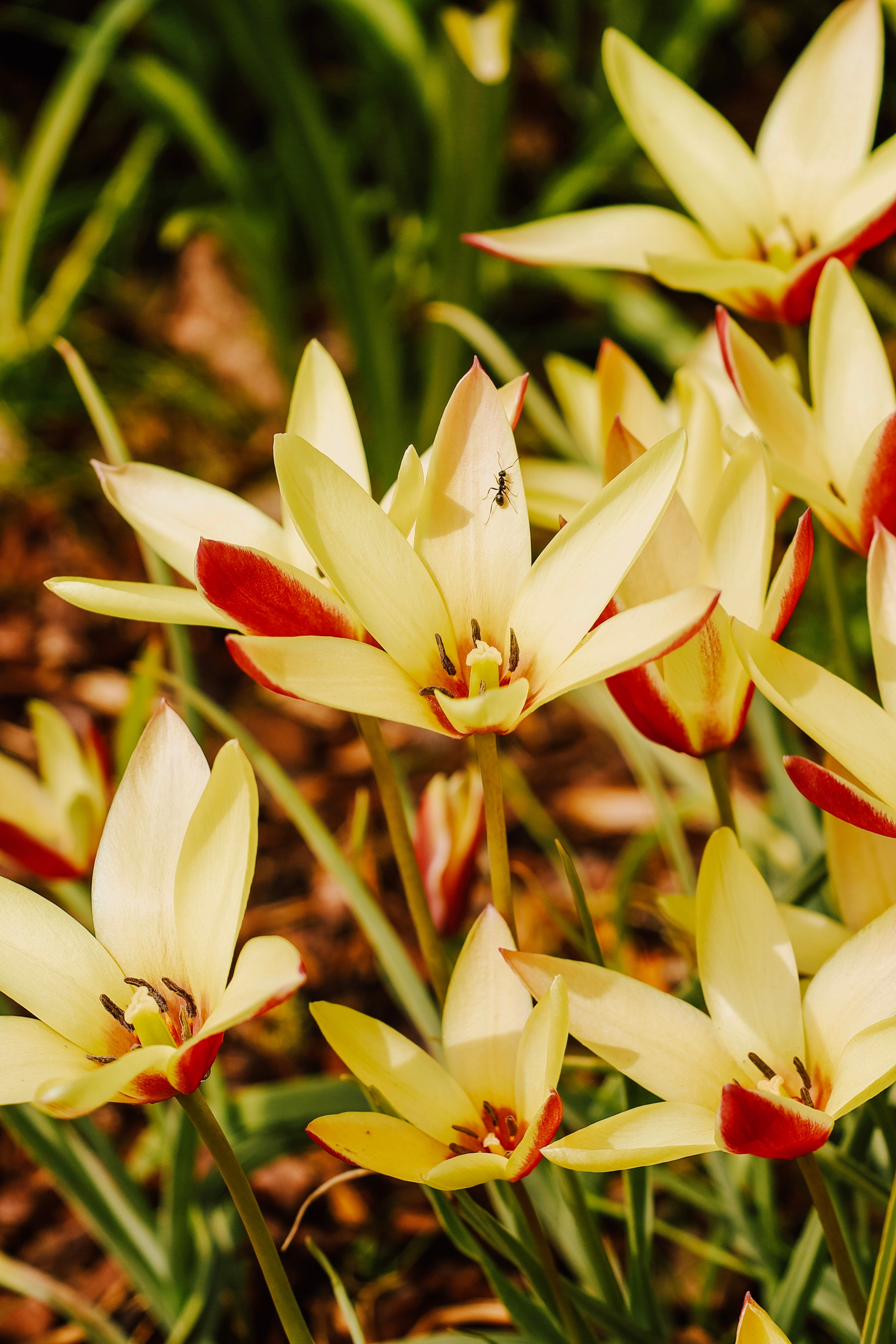 Tulp 'Cynthia'-Angelo