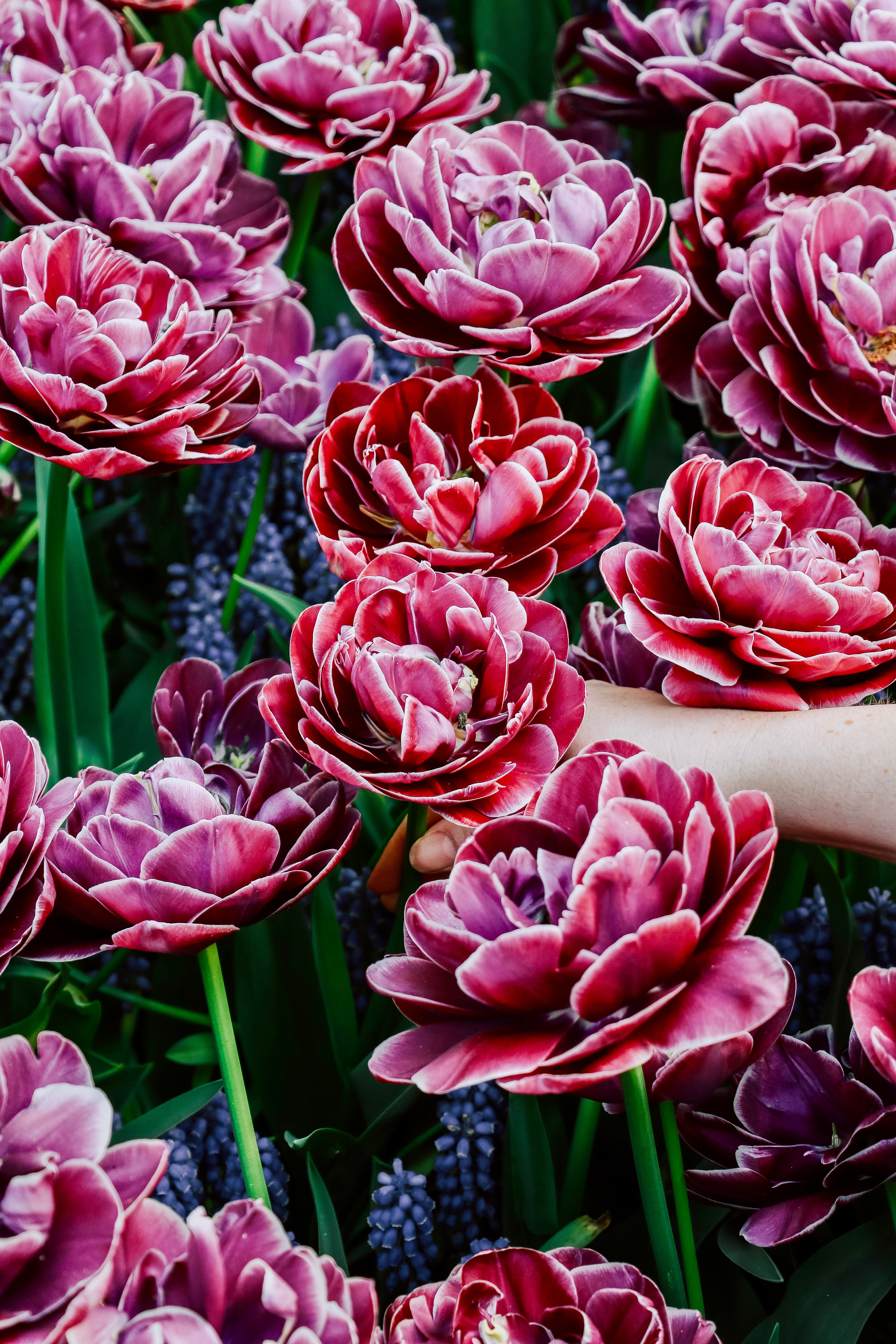 Tulp &