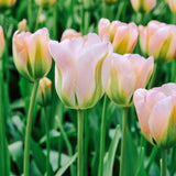 Tulp 'Groenland'-Angelo