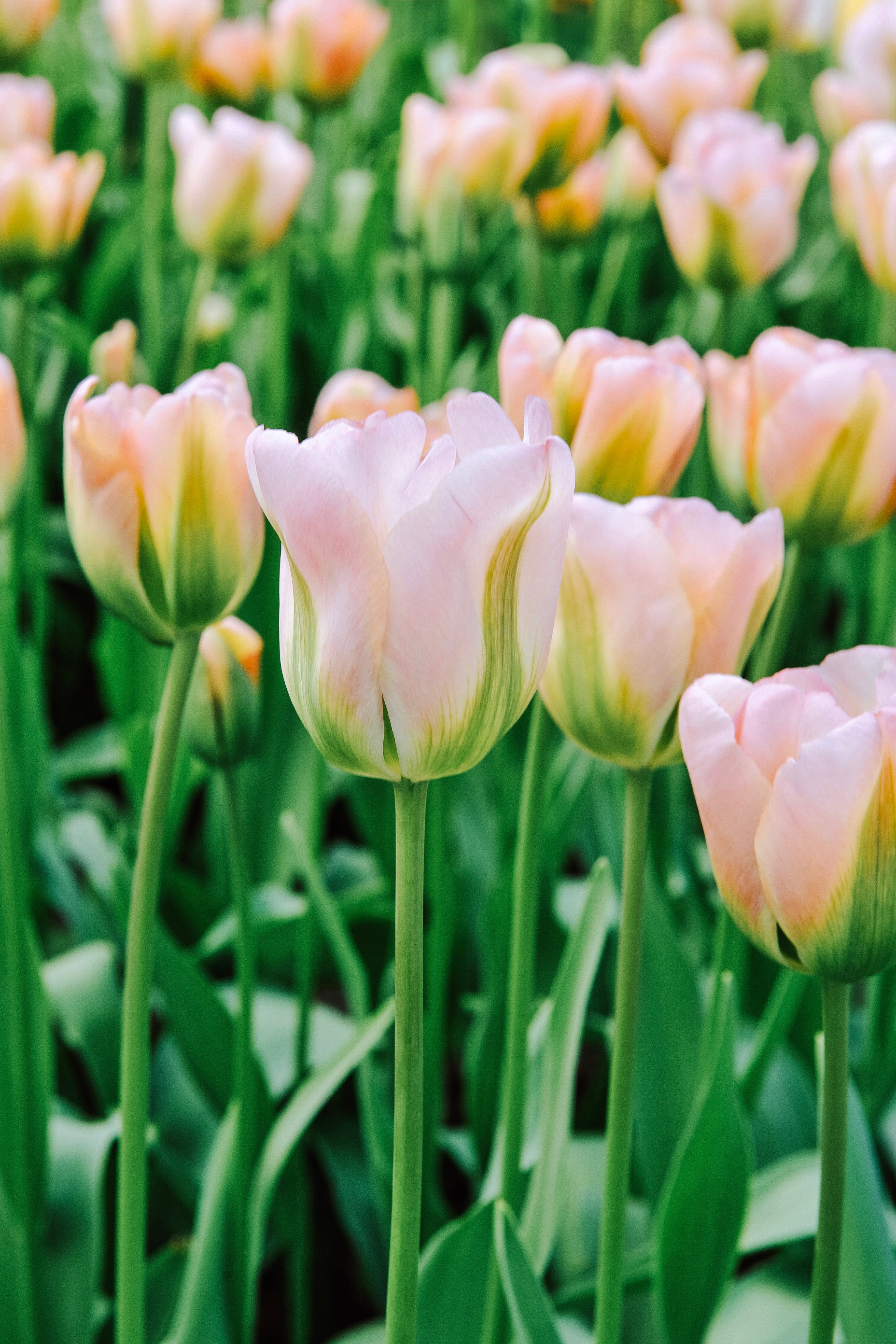 Tulp 'Groenland'-Angelo