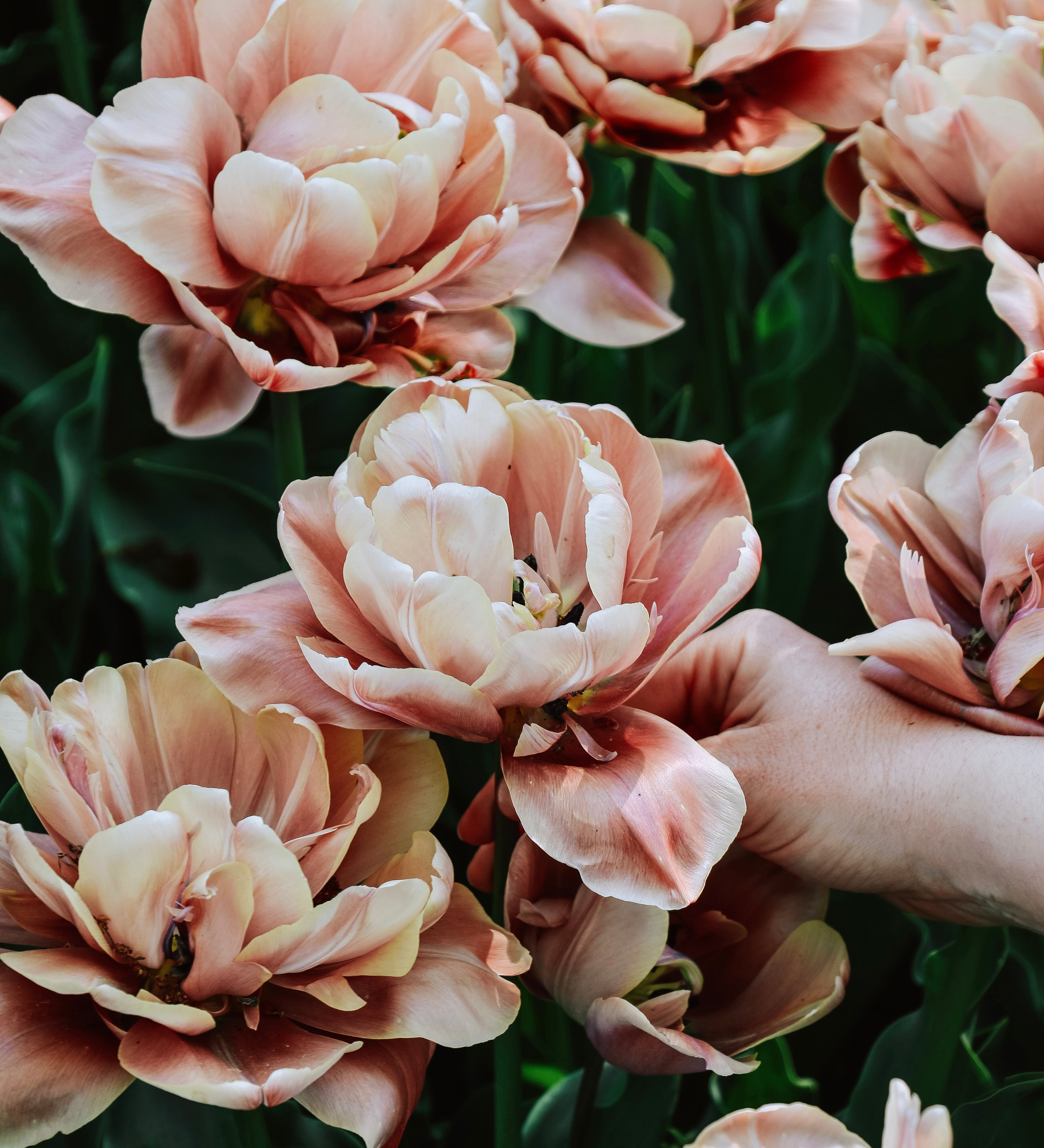 Tulp 'La Belle Epoque'-Angelo