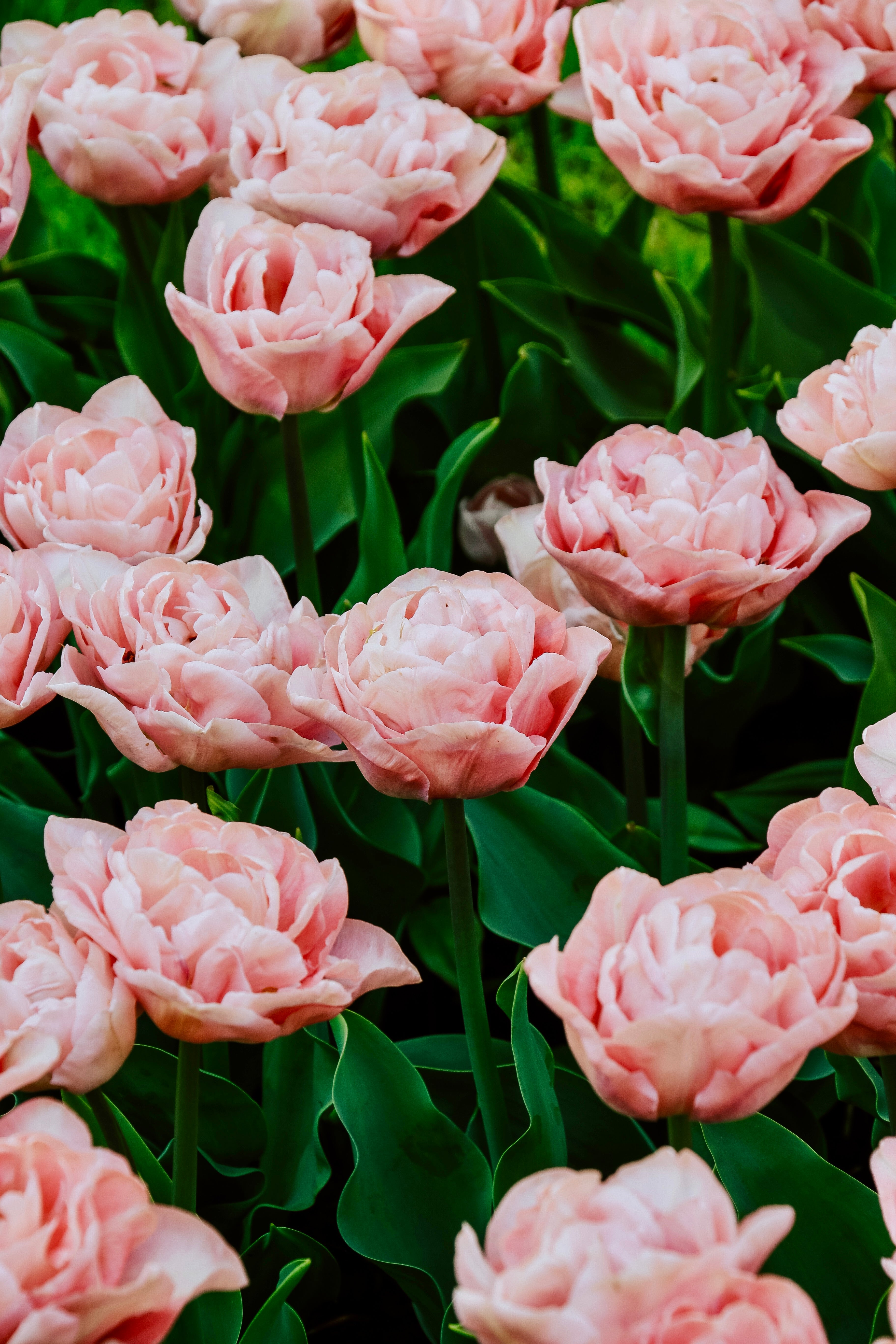 Tulp &