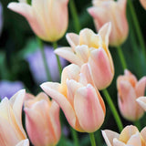 Tulp 'Primeur Pride'-Angelo