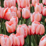 Tulp 'Salmon Impression'-Angelo