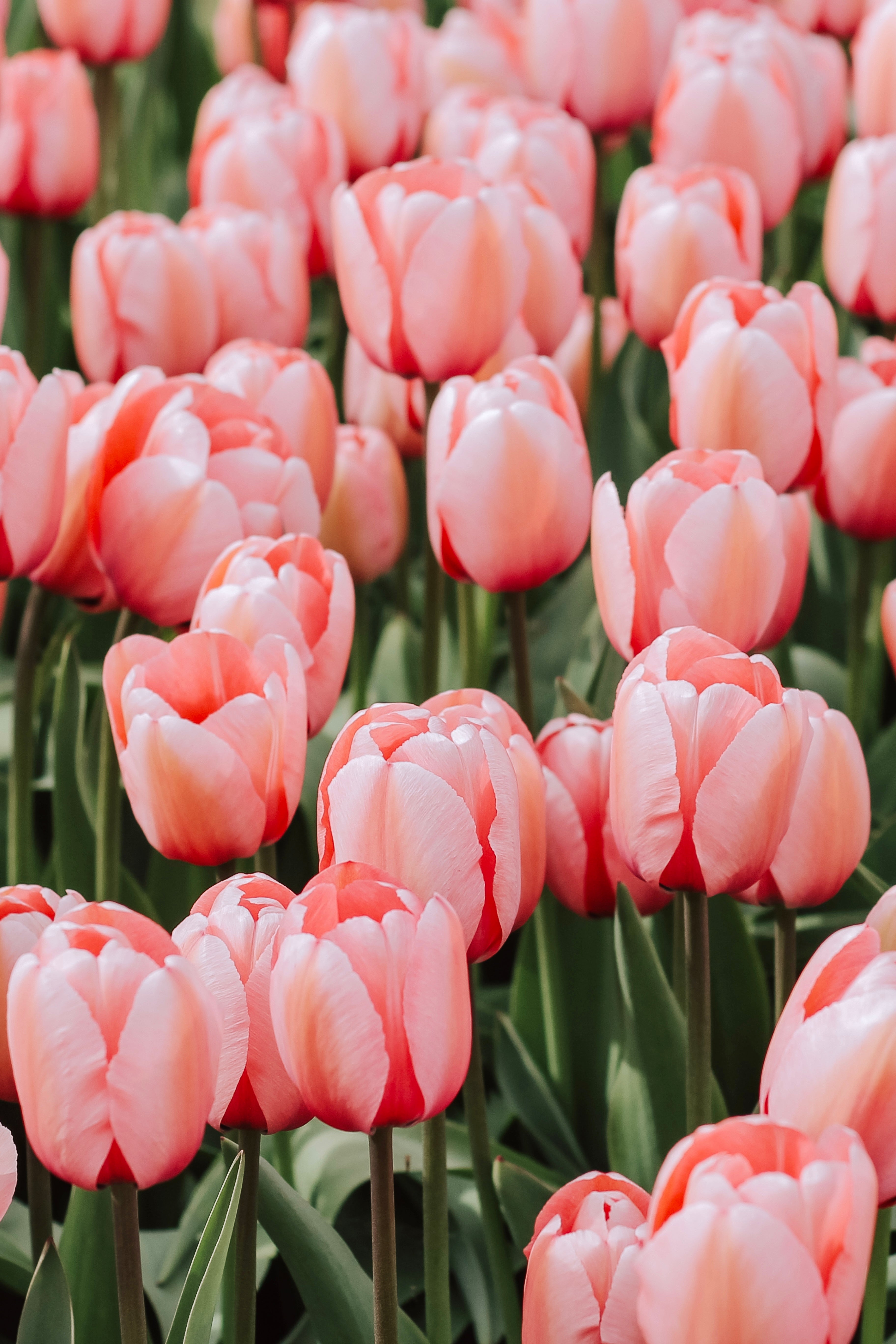 Tulp 'Salmon Impression'-Angelo