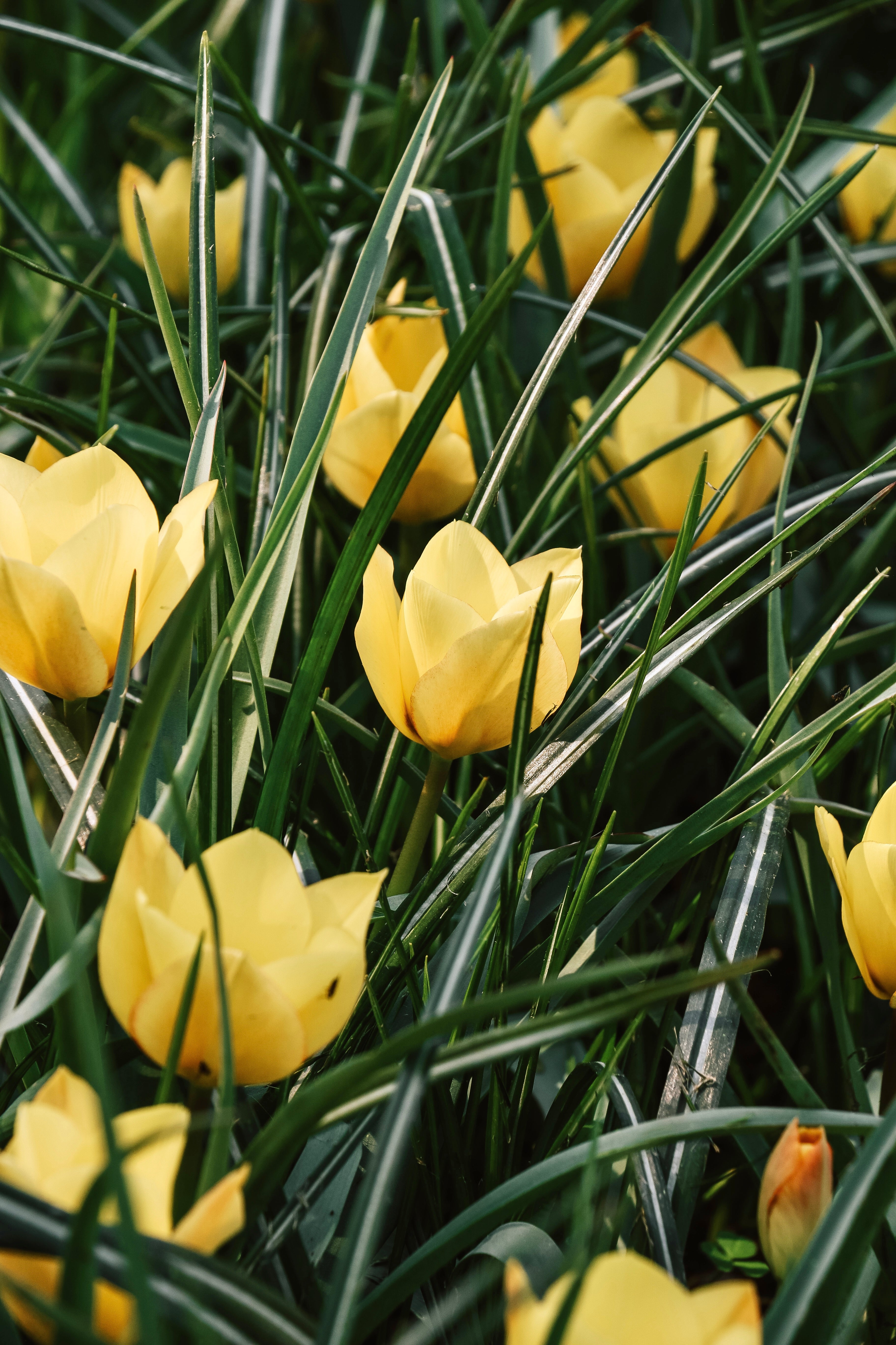 Tulp 'Yellow Jewel'-Angelo