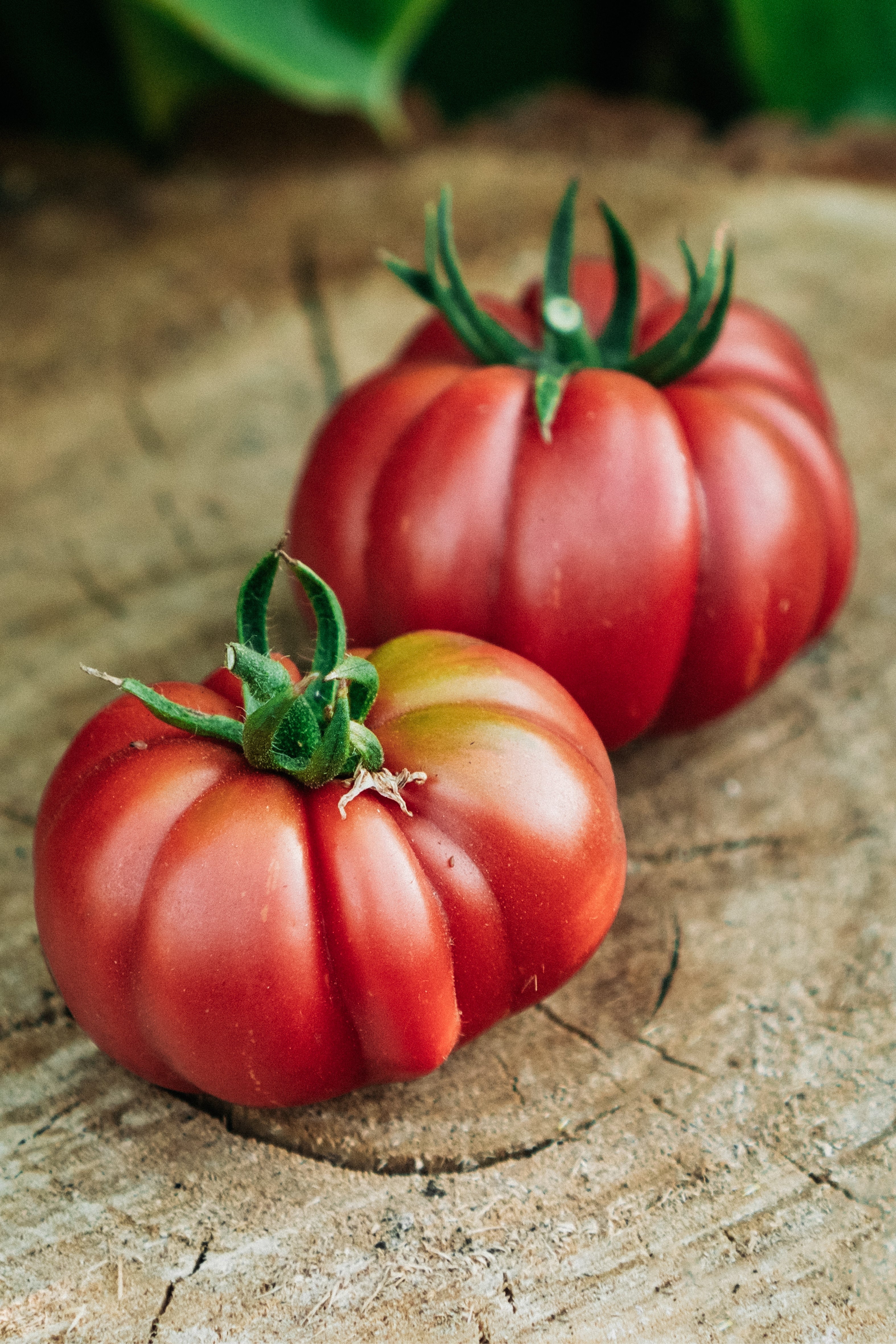 Tomaat 'Purple Calabash'-Angelo