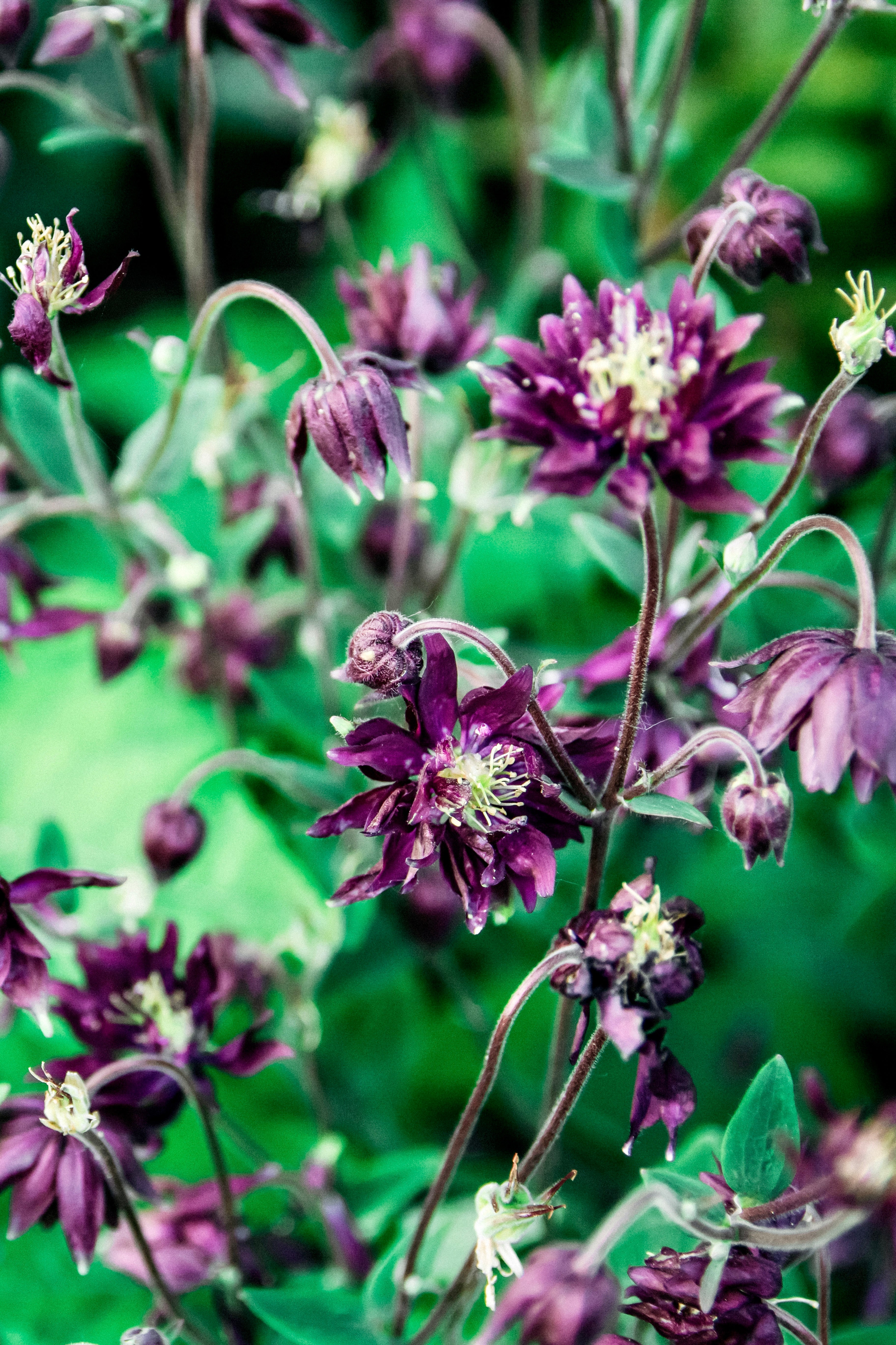 Aquilegia vulgaris &