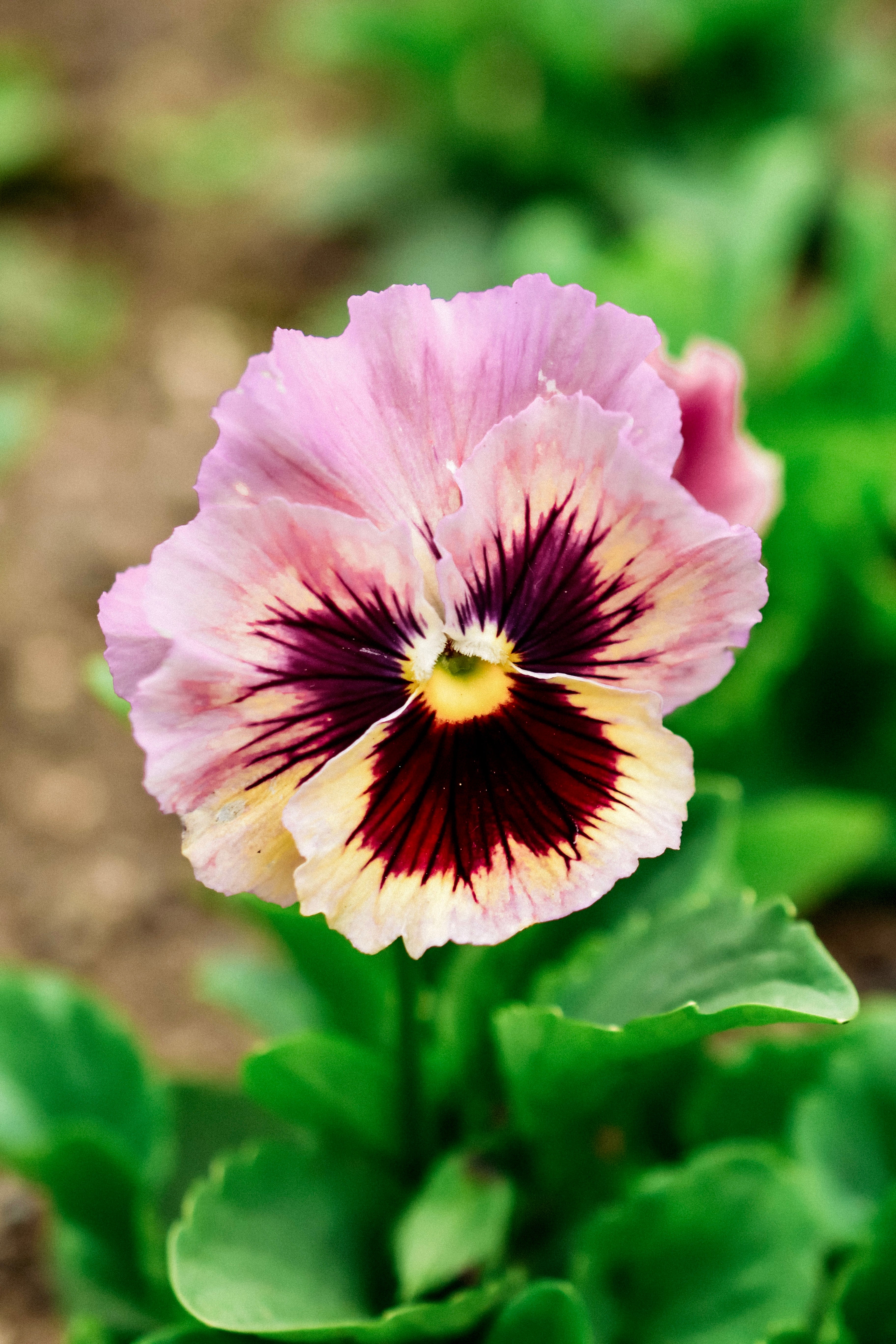 Viola wittrockiana &