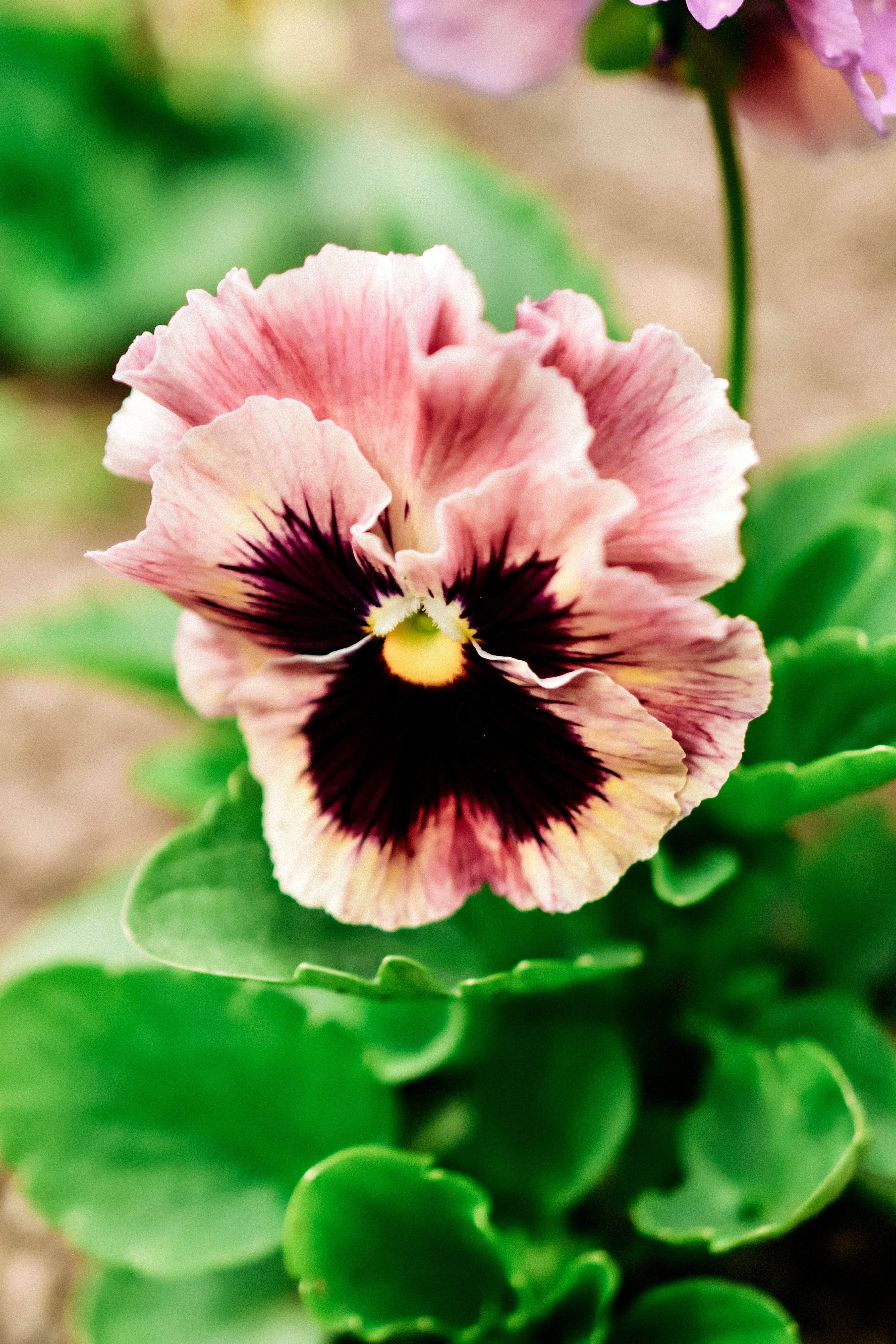 Viola wittrockiana &