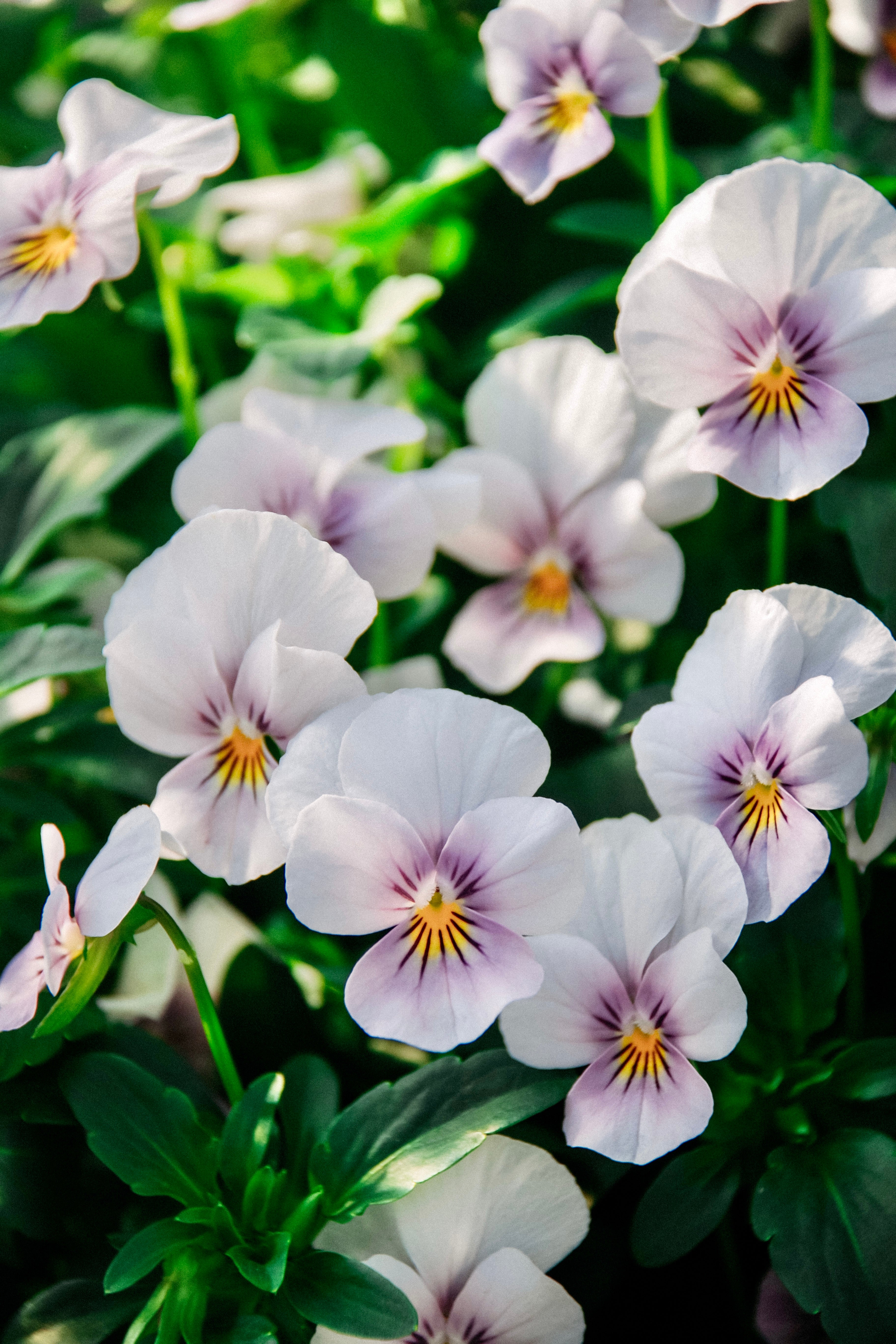 Viola cornuta &
