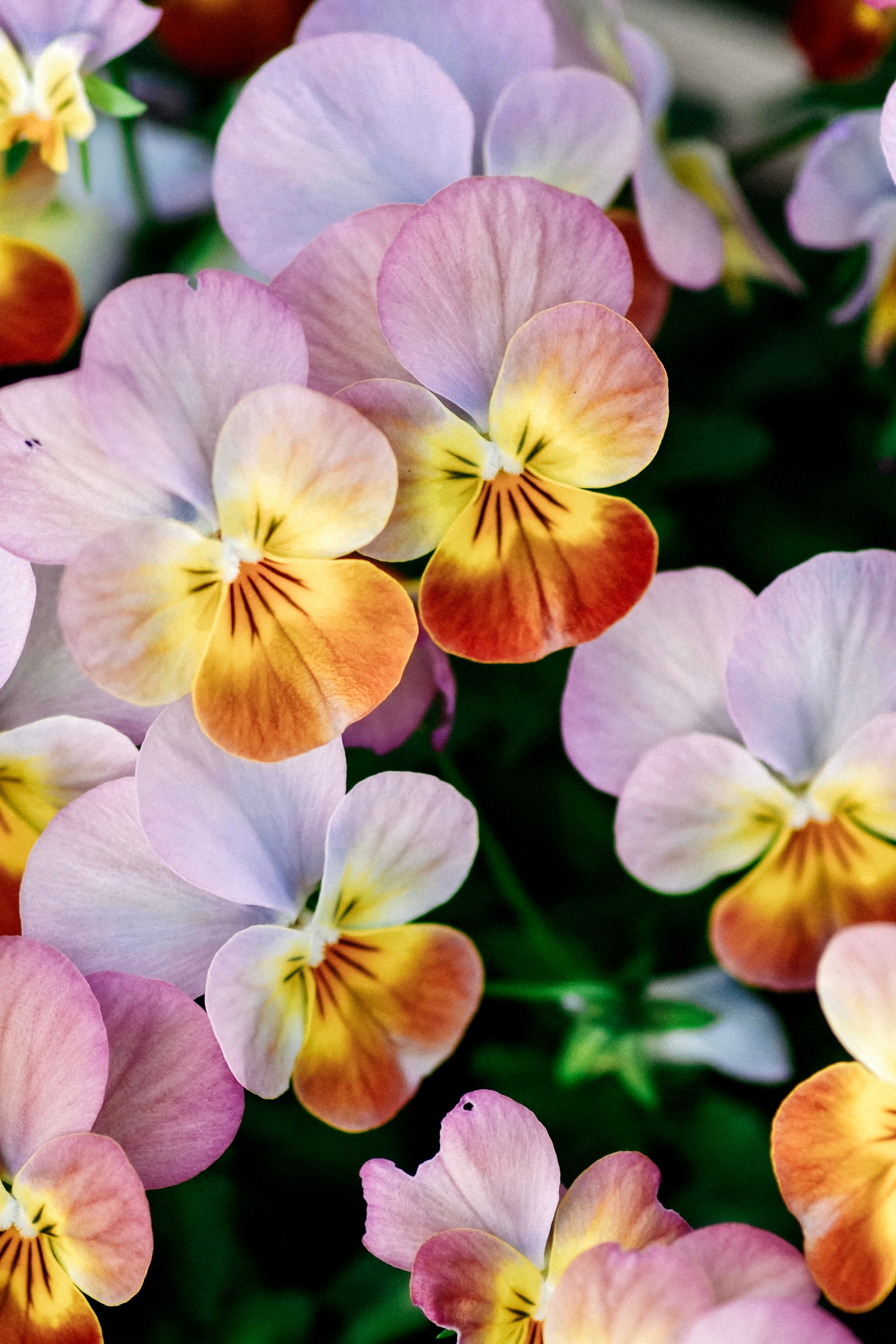 Viola wittrockiana &