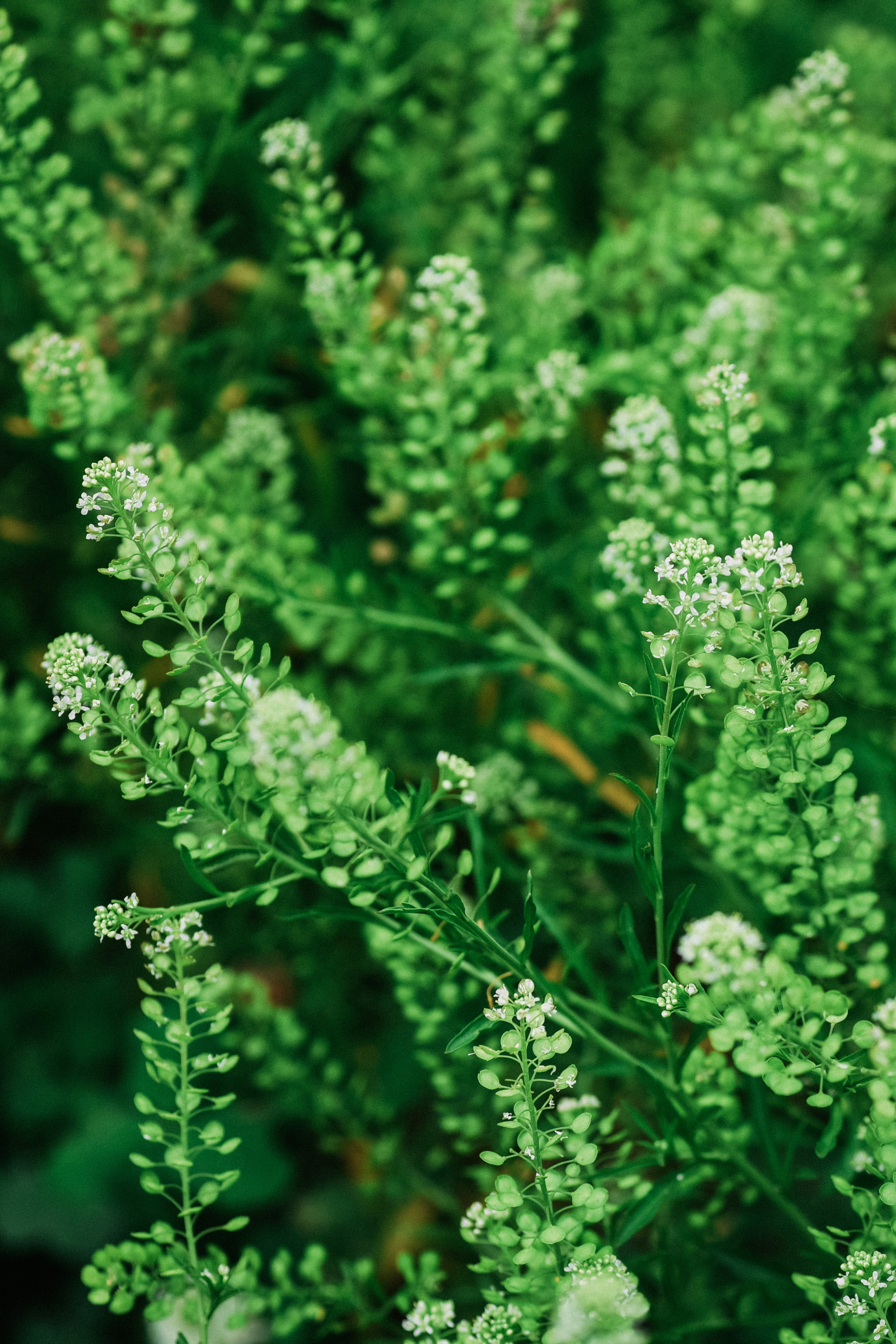 Lepidium sativum