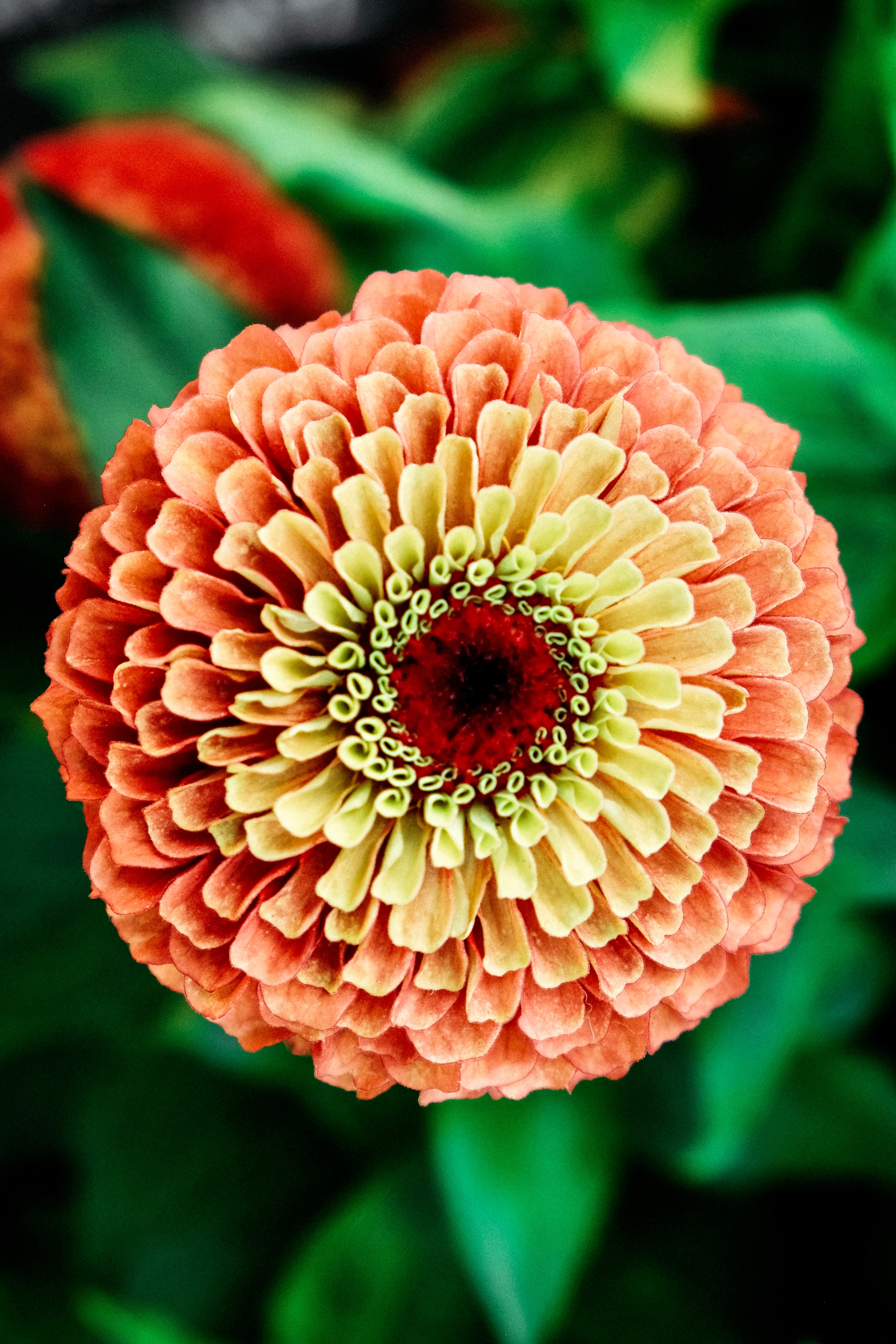 Zinnia elegans &