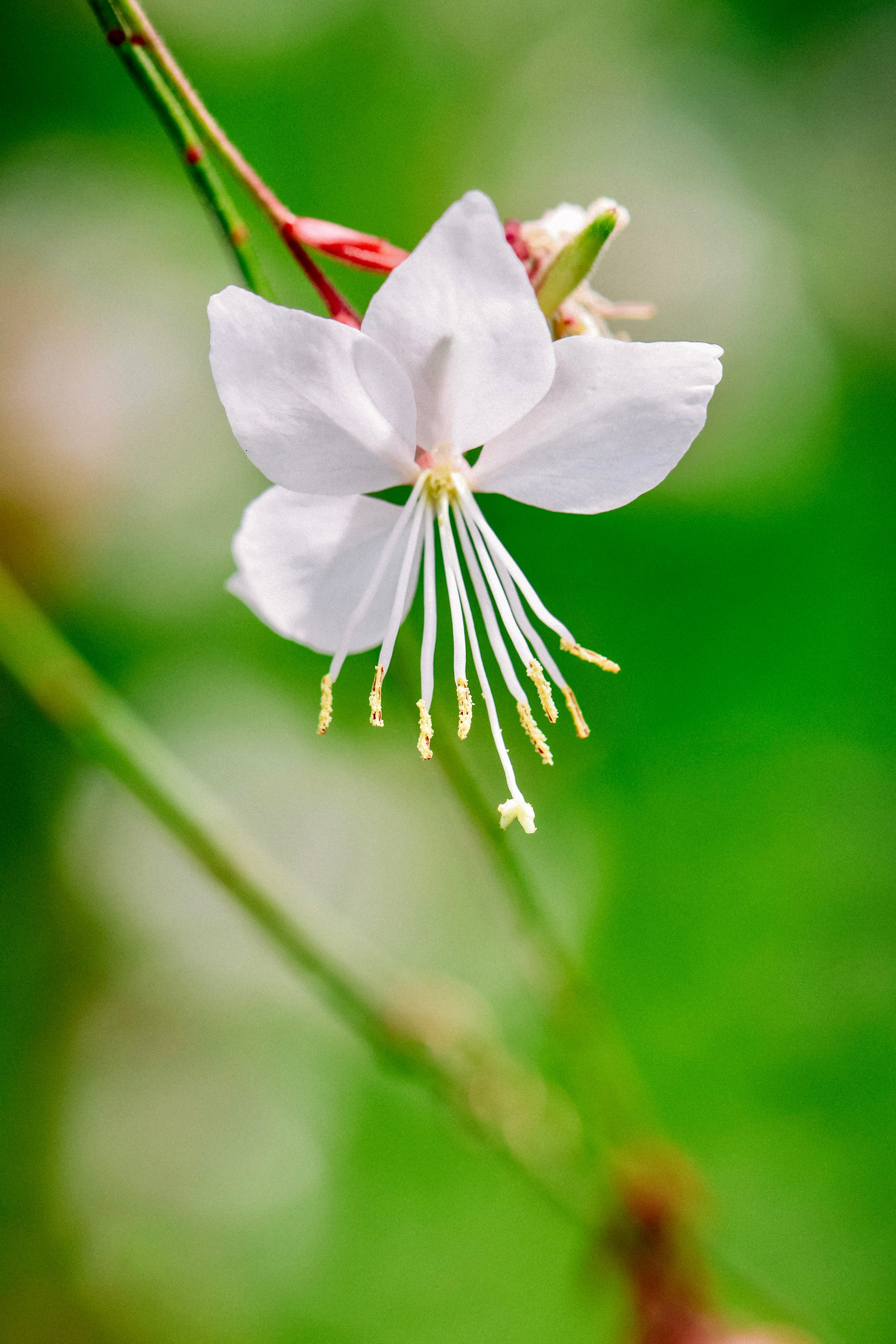 Gaura lindheimeri &