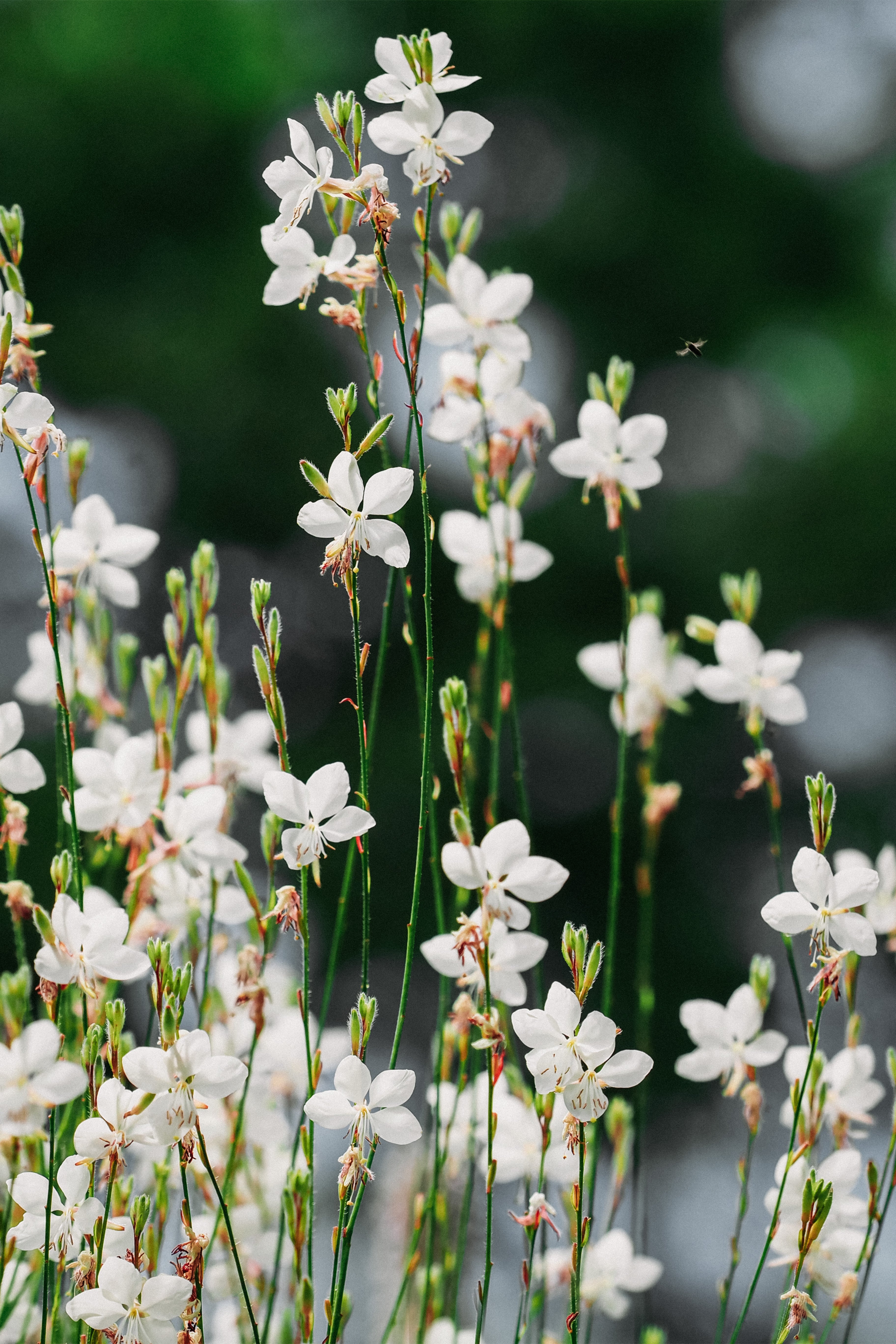 Gaura lindheimeri &