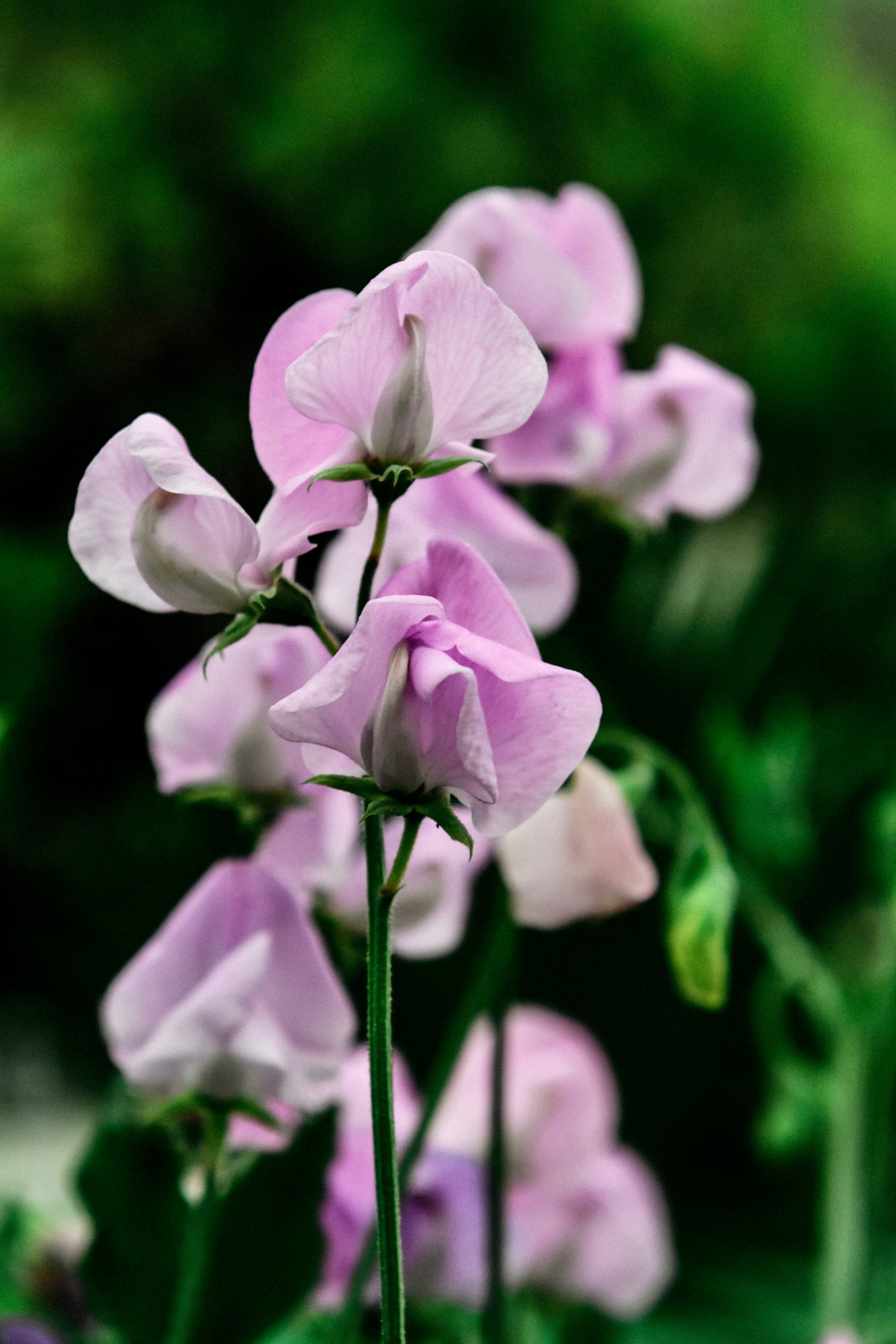 Lathyrus odoratus elegance &