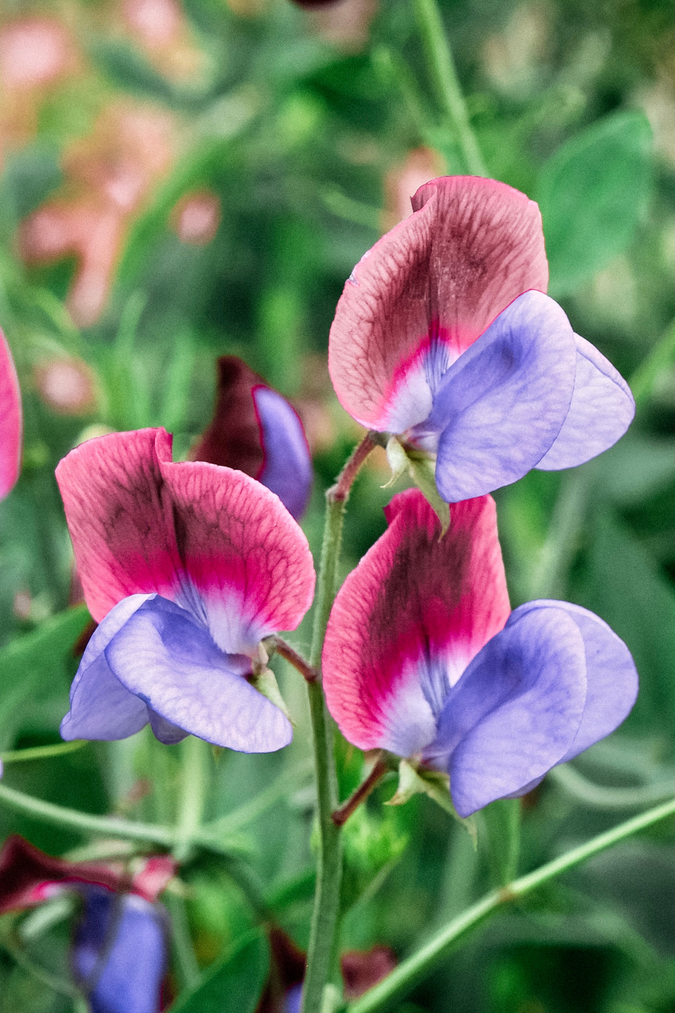 Lathyrus odoratus &