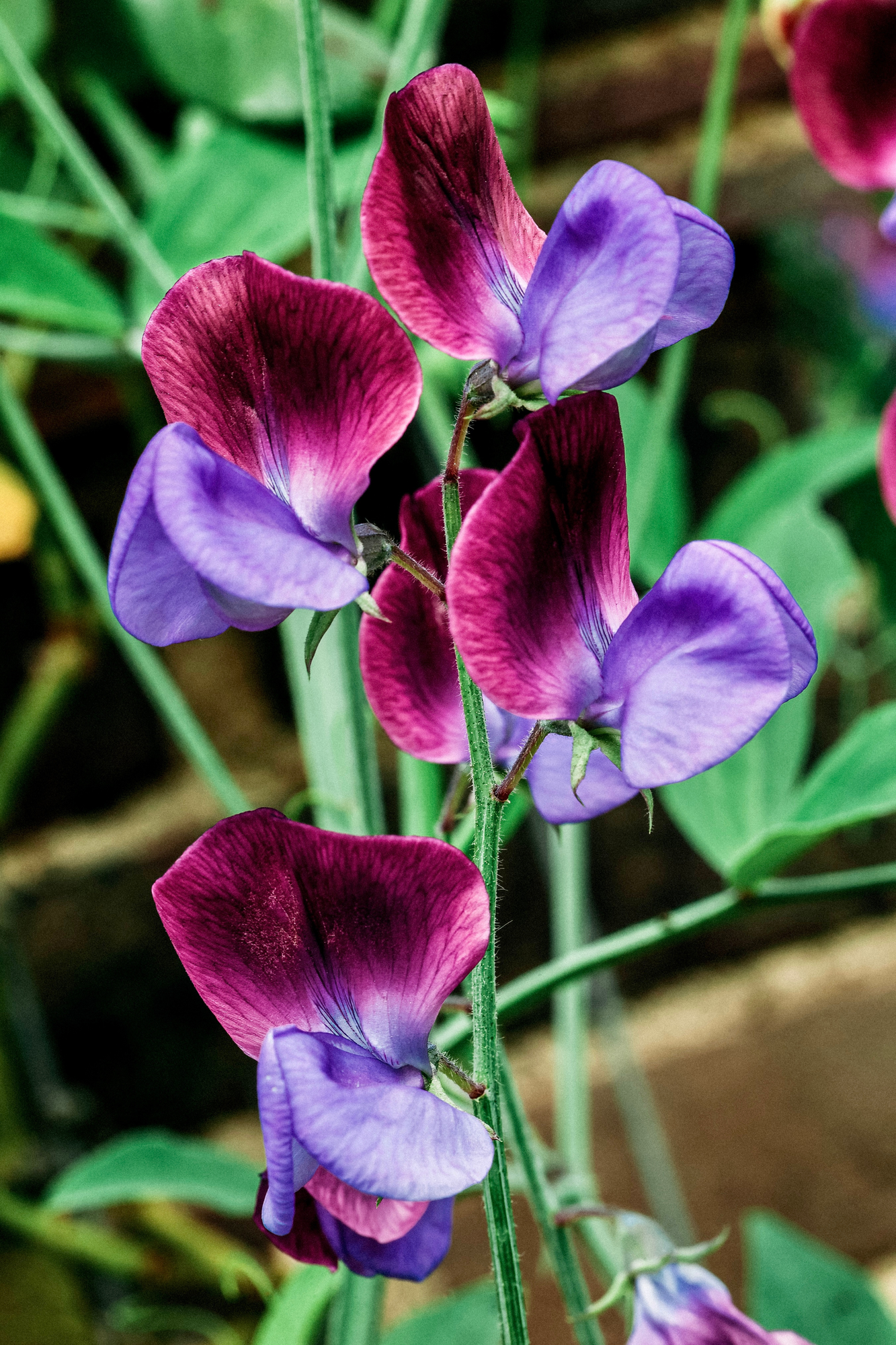 Lathyrus odoratus &