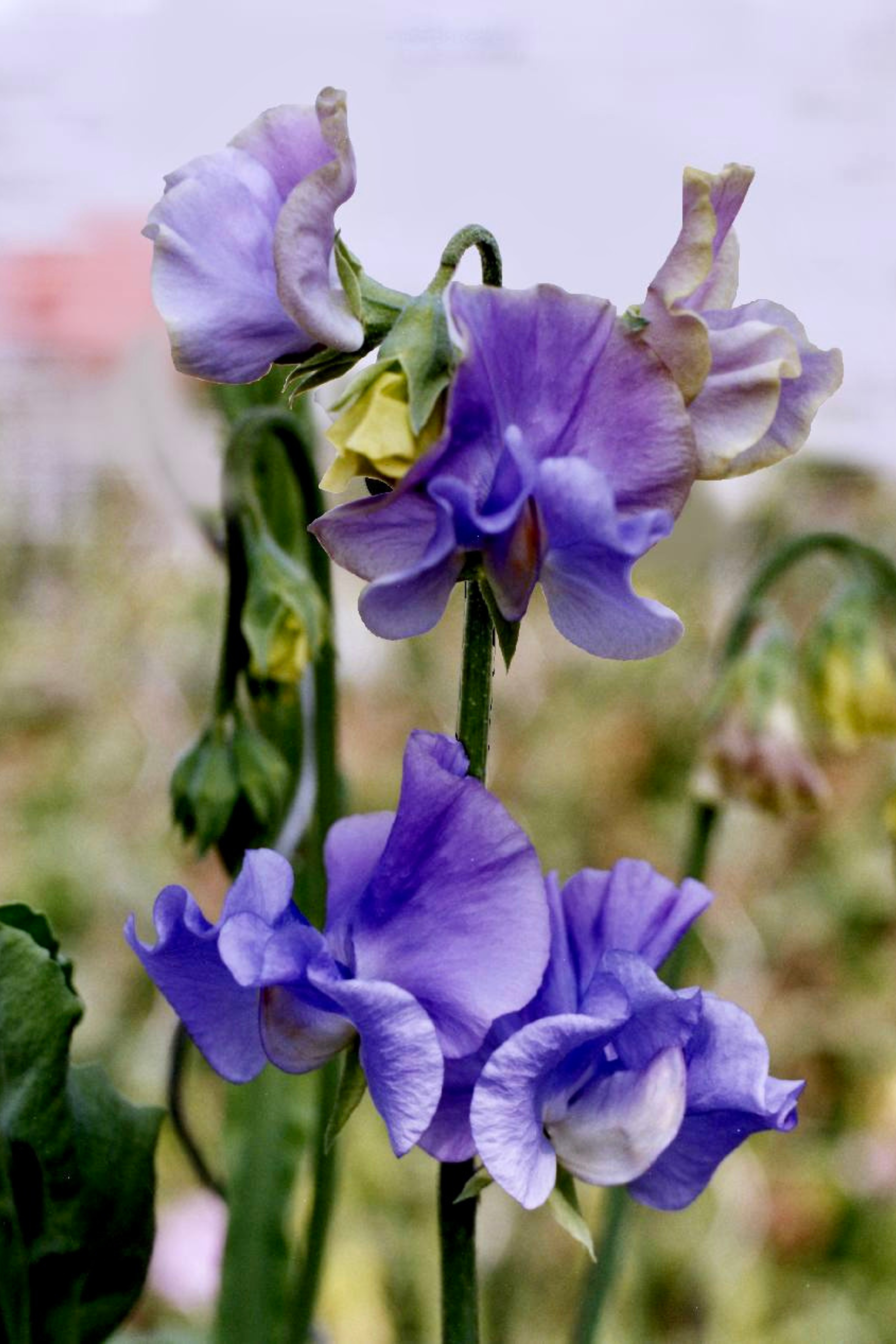 Lathyrus elegance &