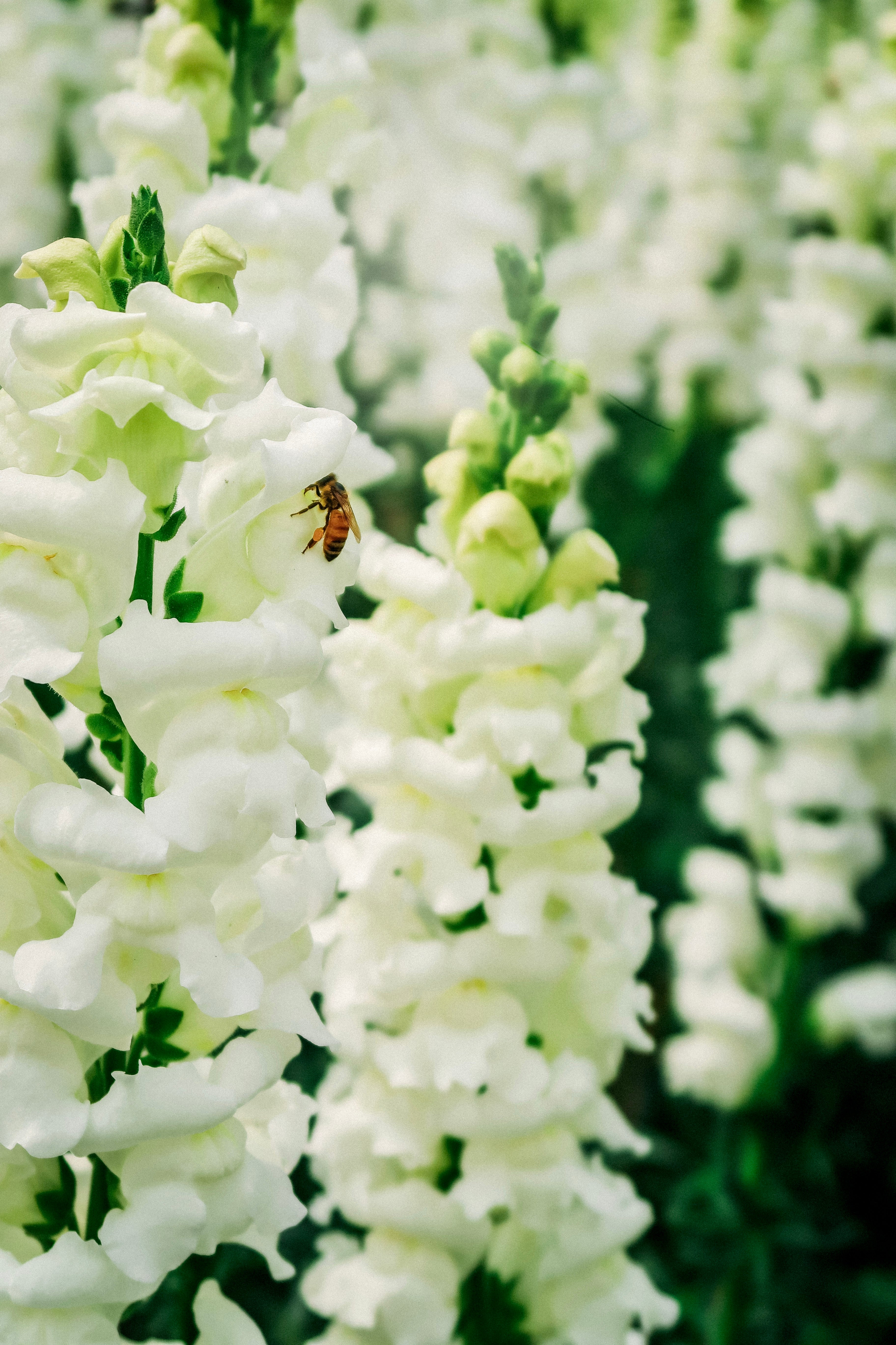 Antirrhinum majus &