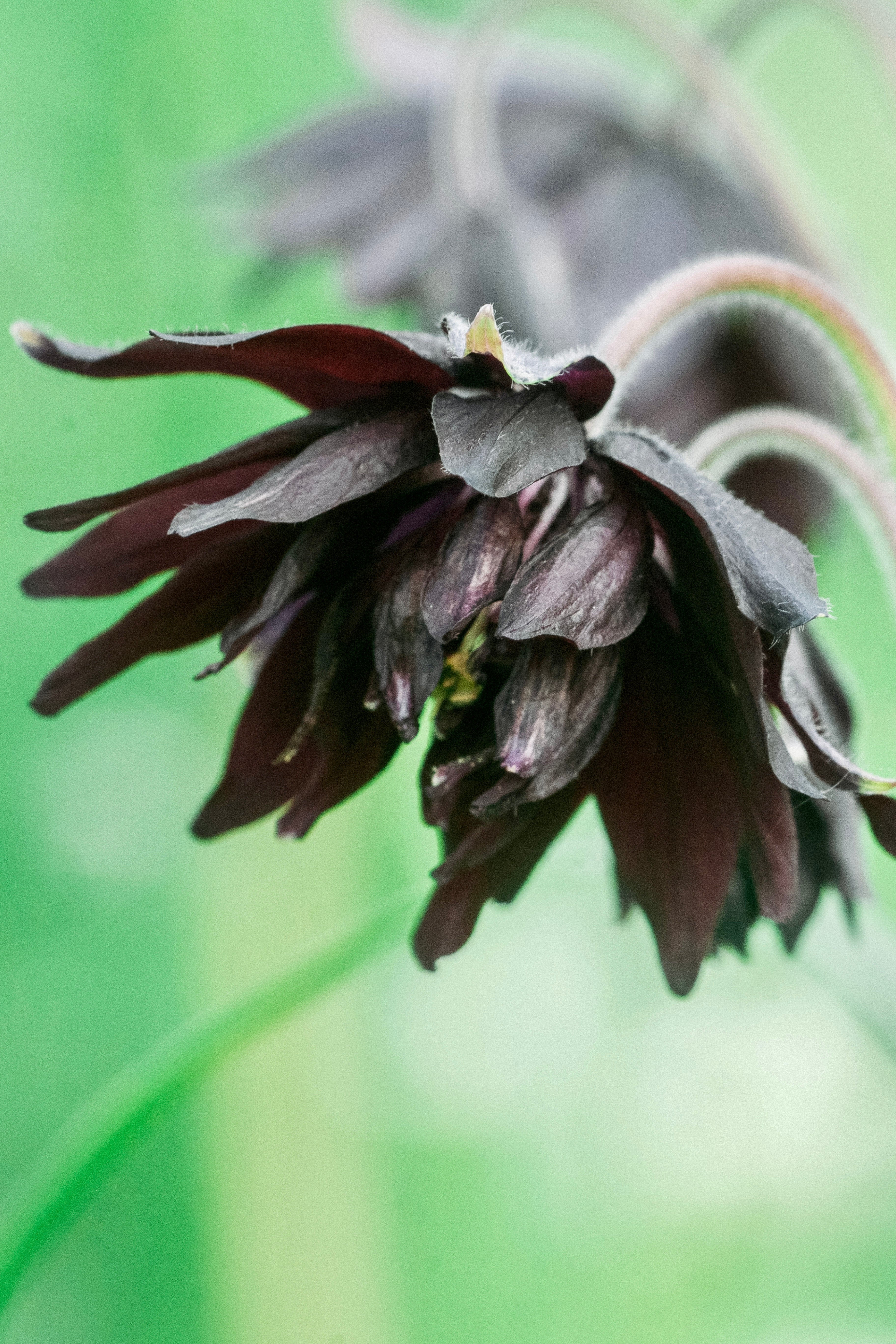 Aquilegia vulgaris &