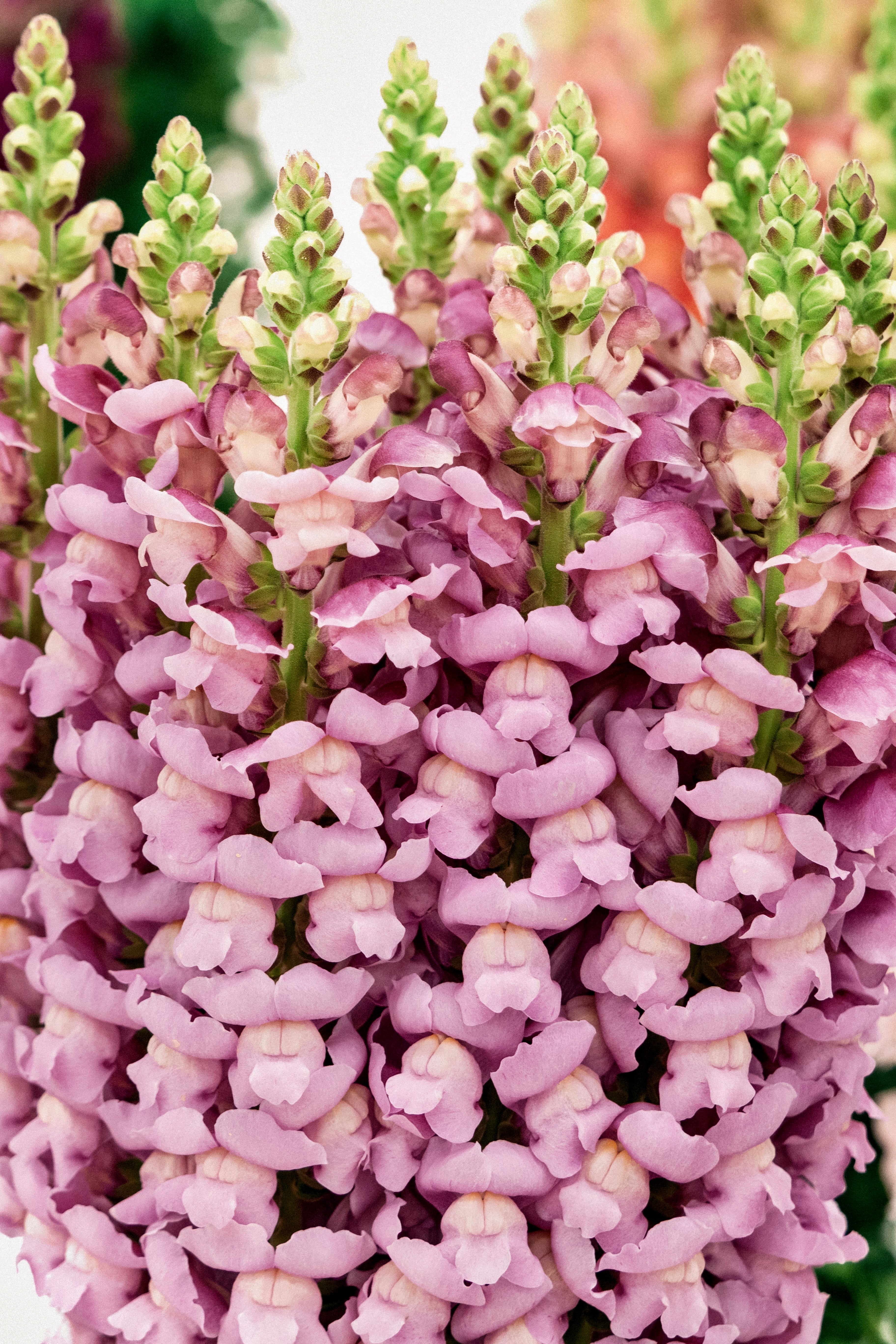 Antirrhinum majus &