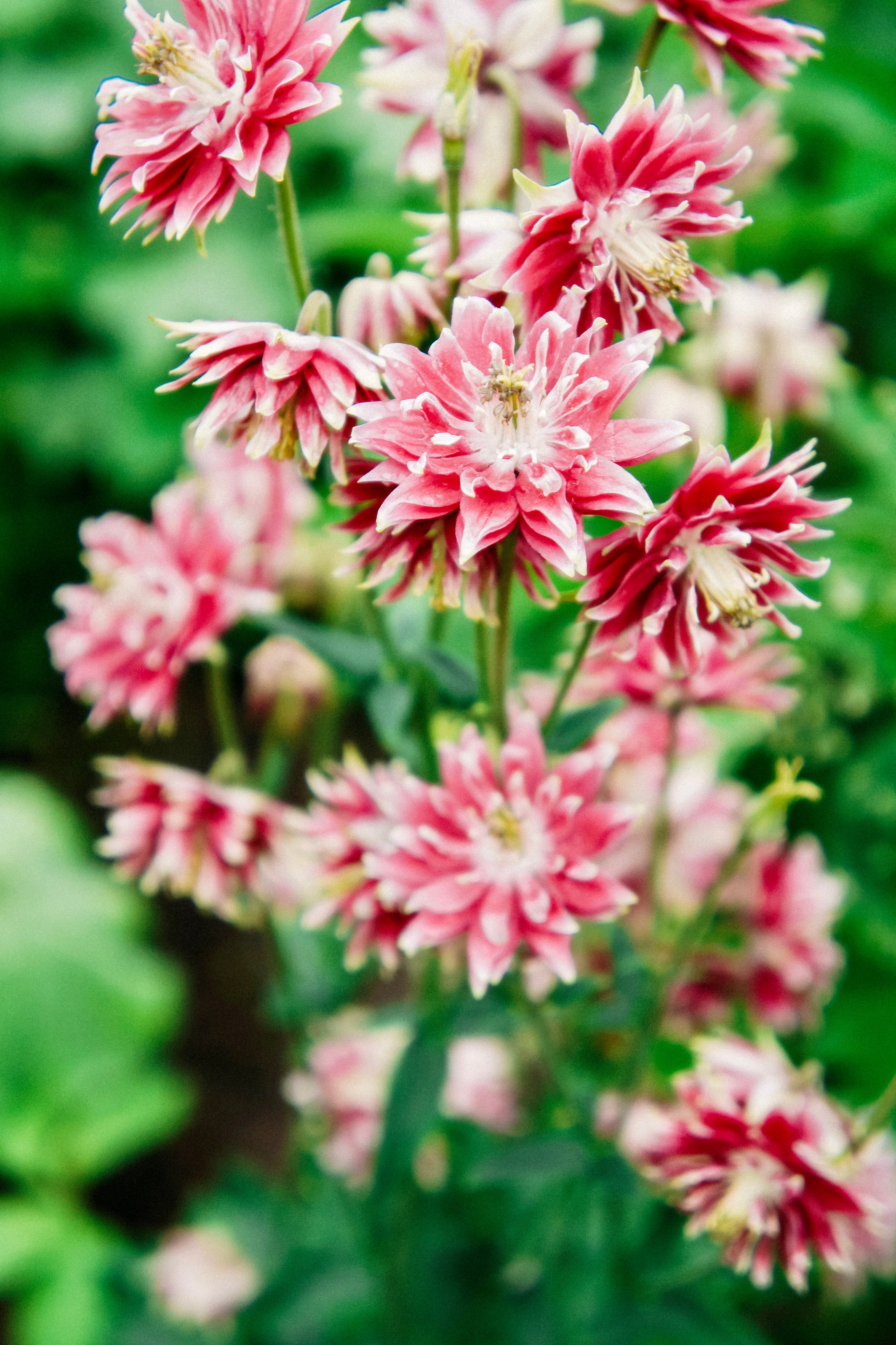 Aquilegia vulgaris &